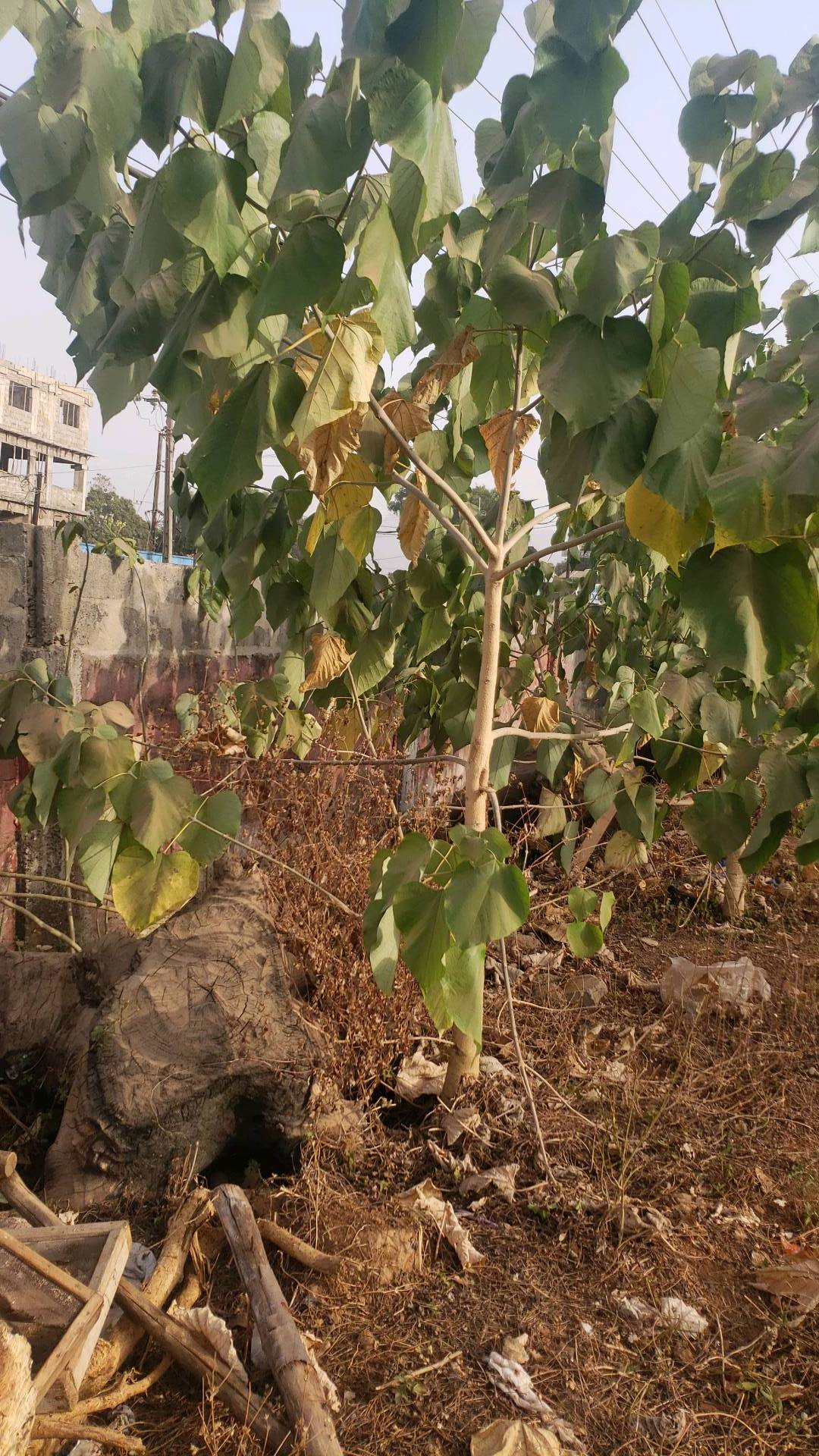 tree
