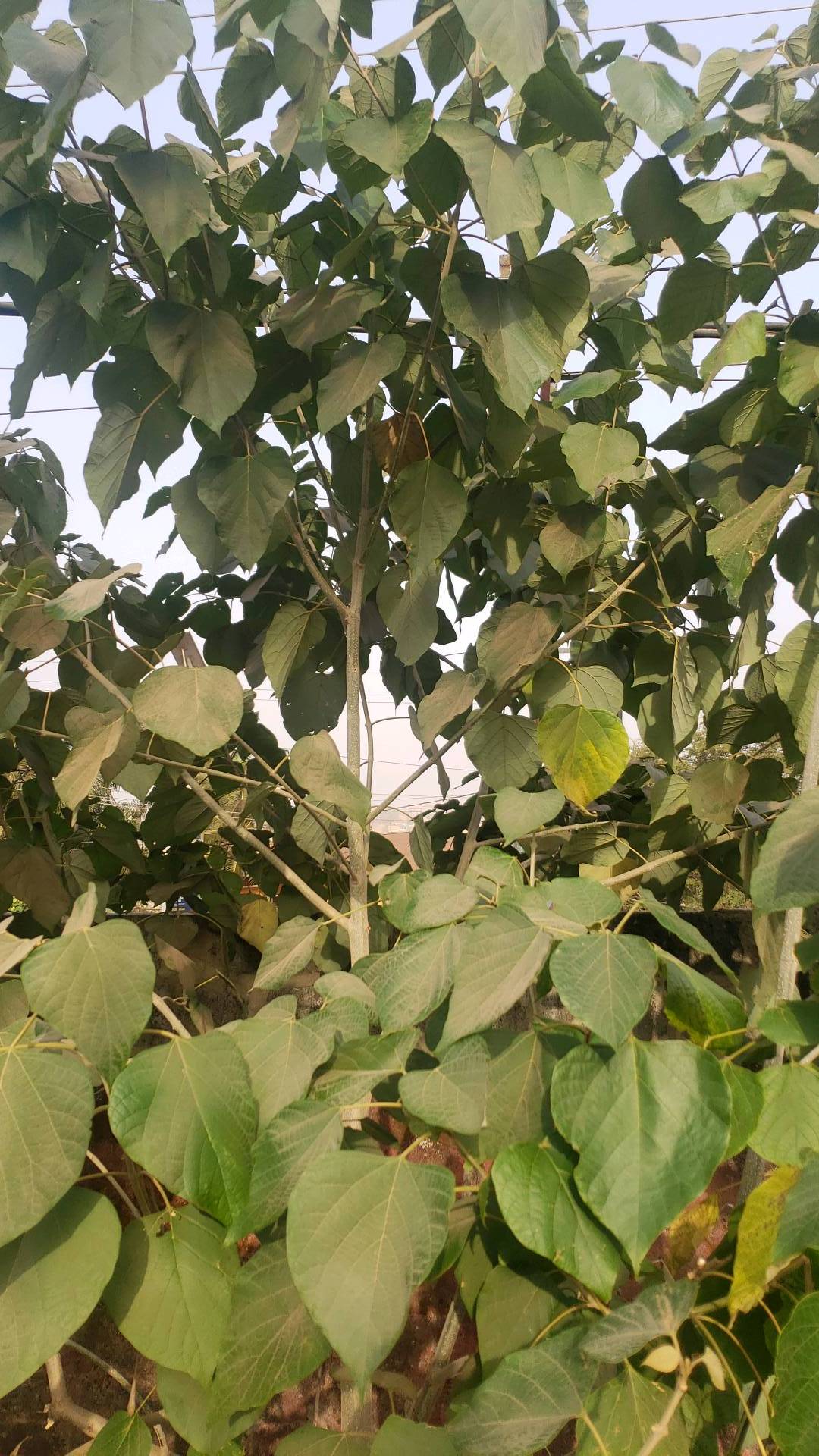 tree