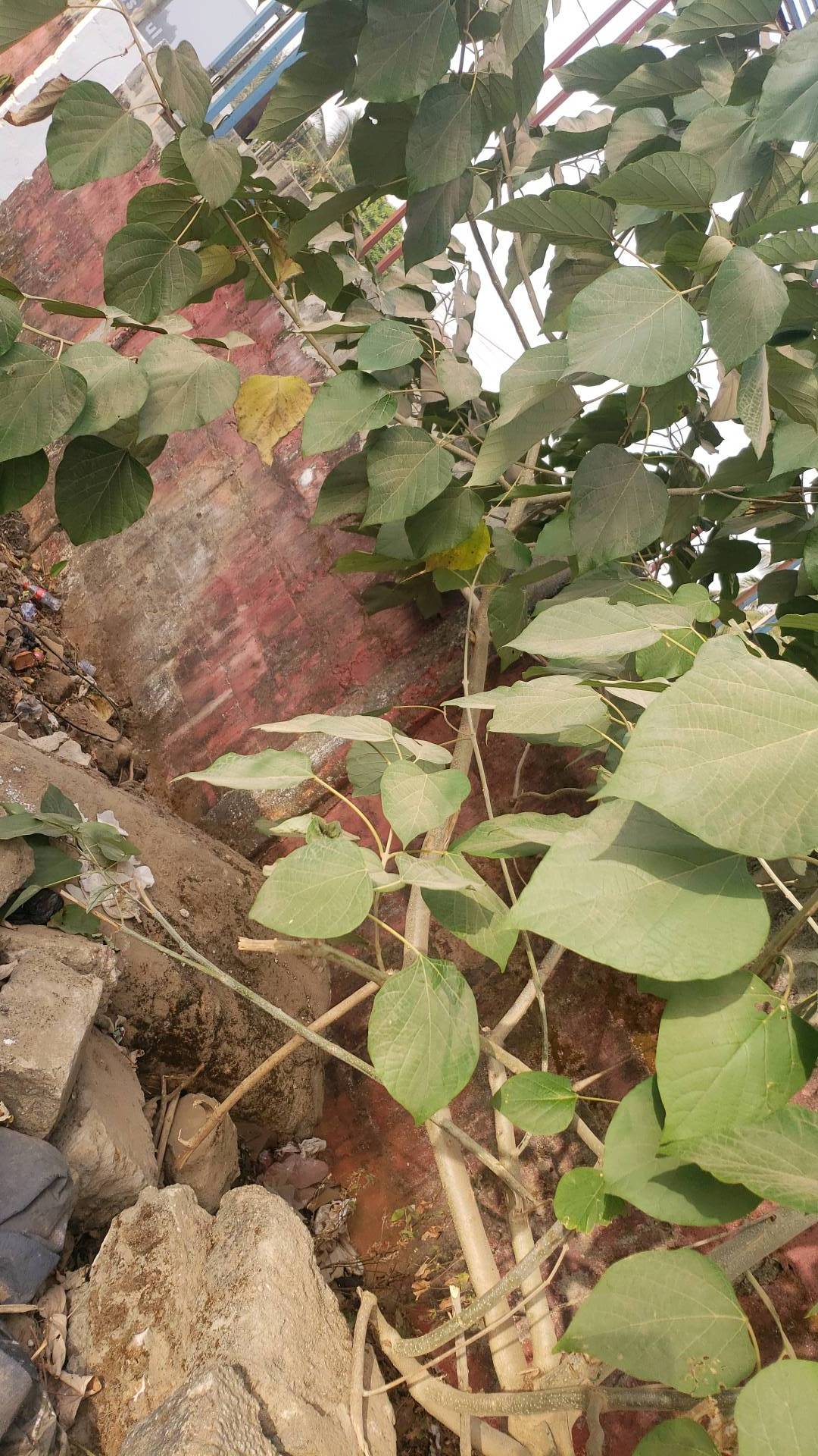 tree