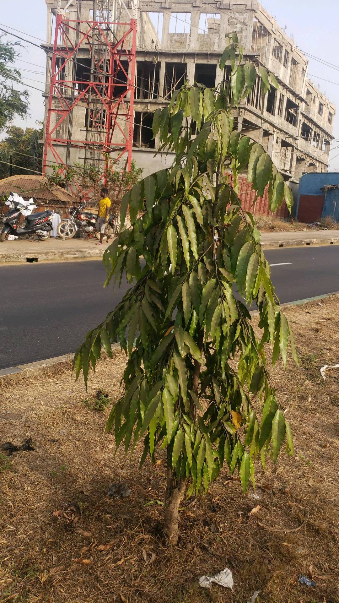 tree