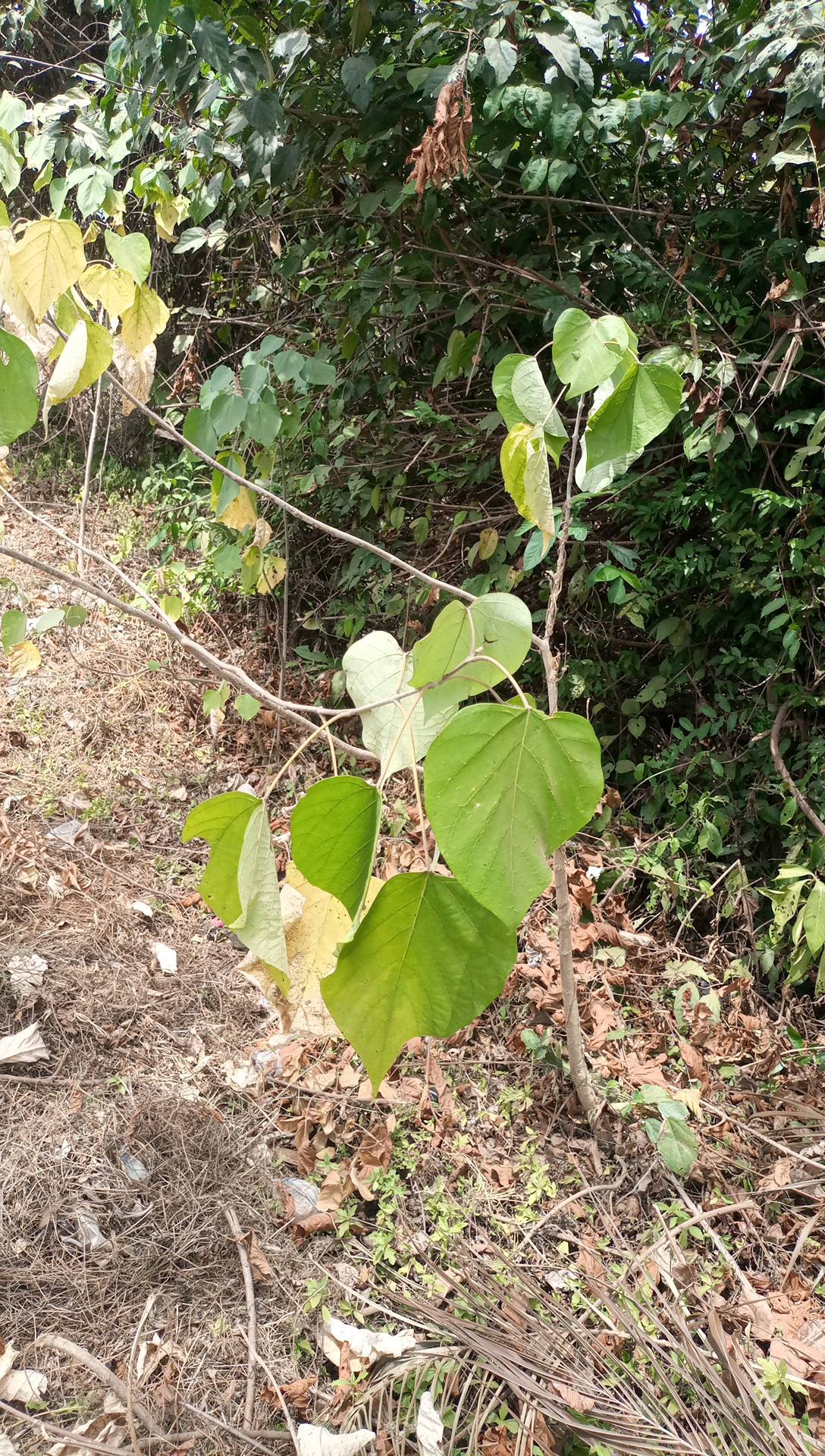 tree
