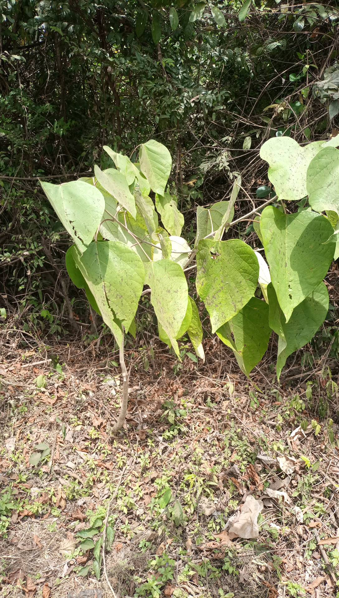 tree