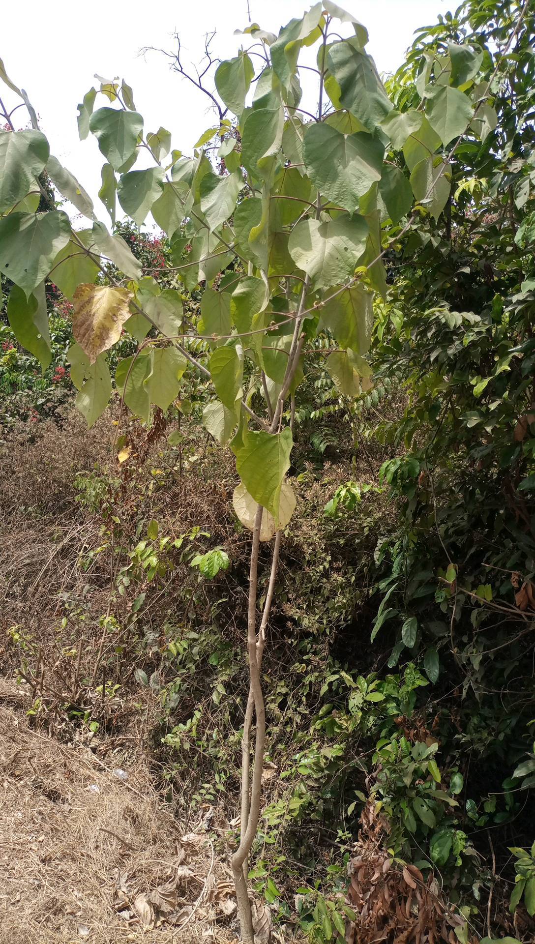 tree