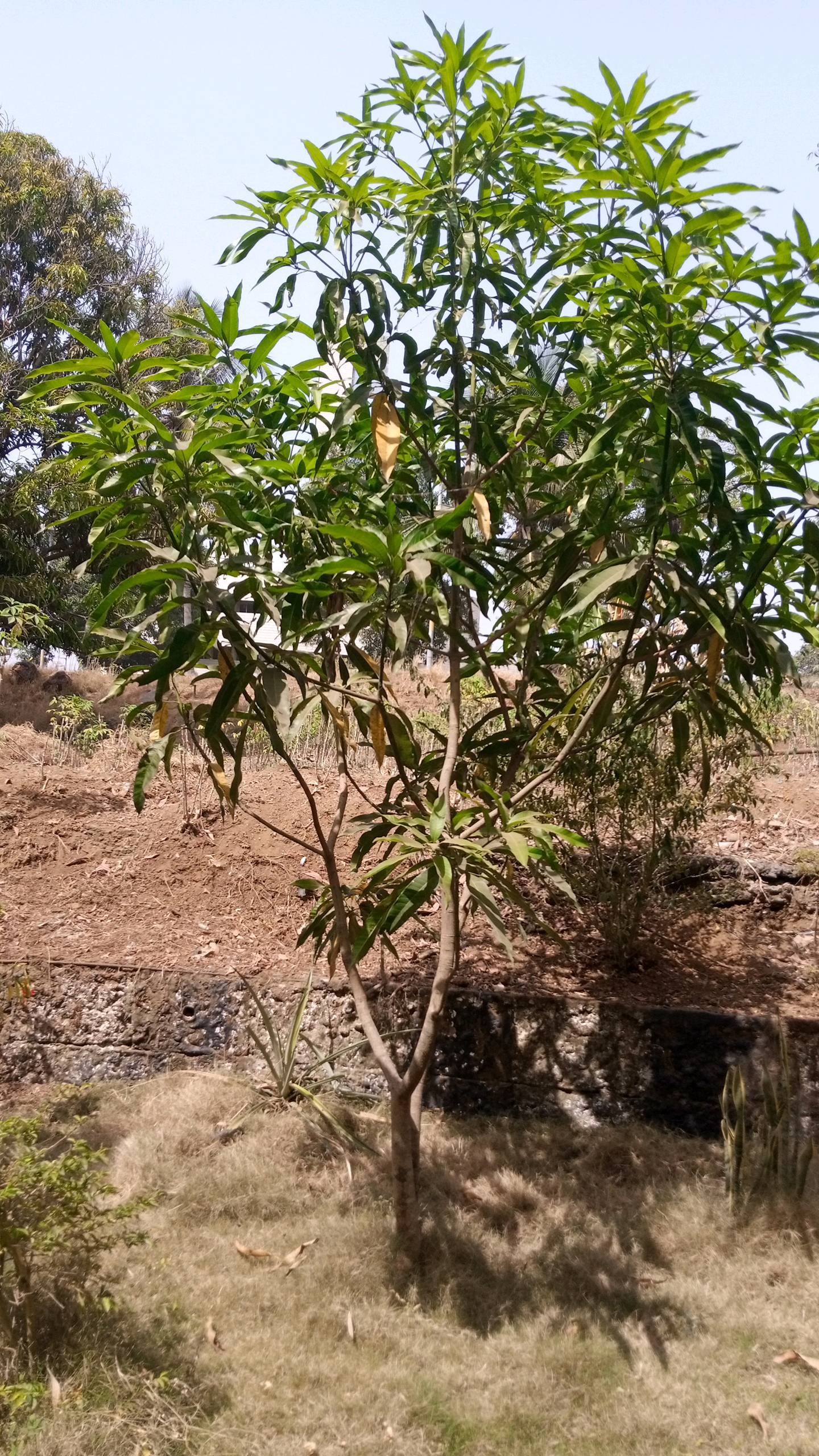 tree