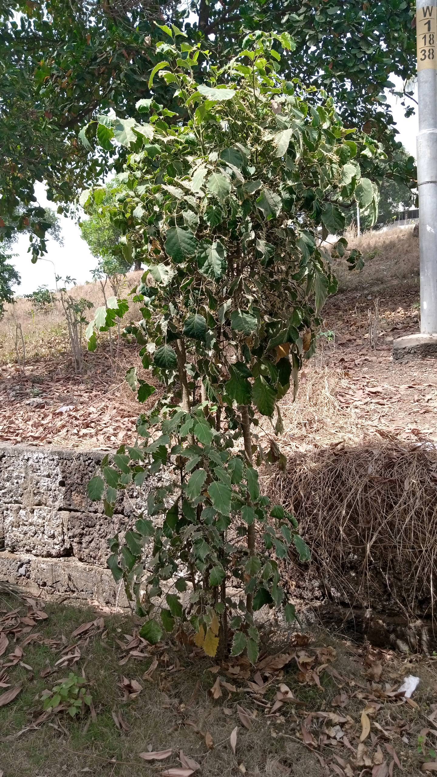 tree
