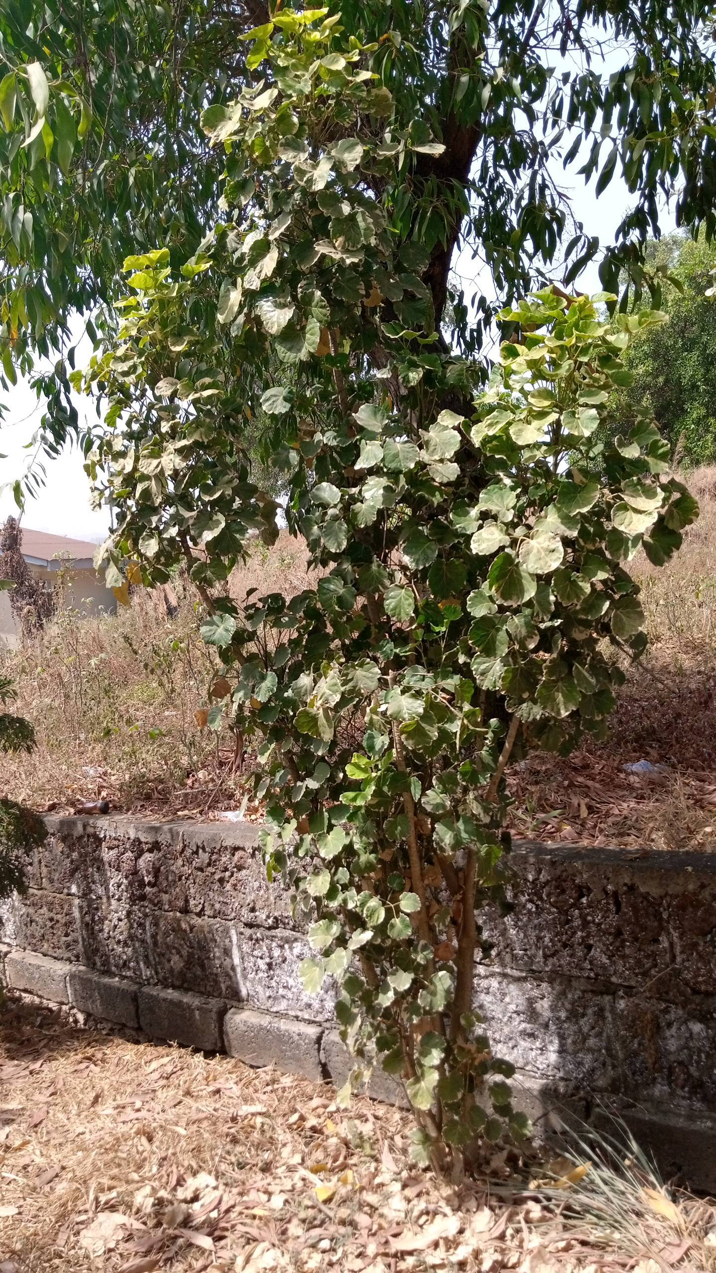 tree