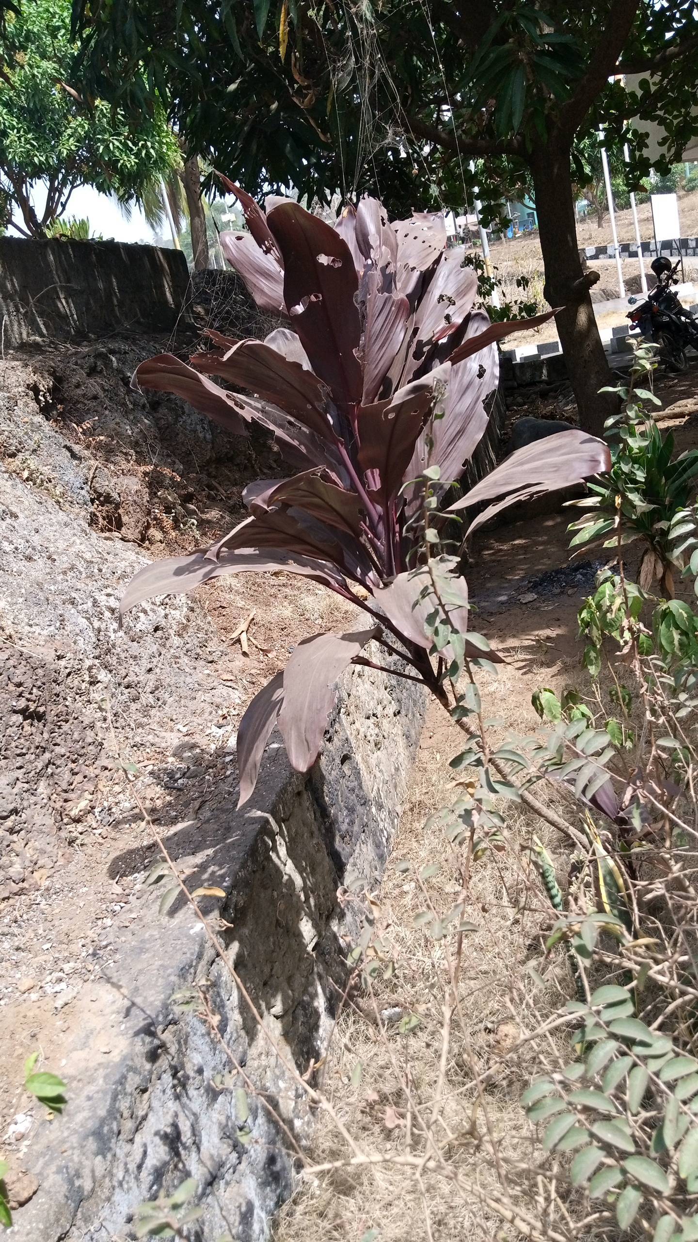 tree