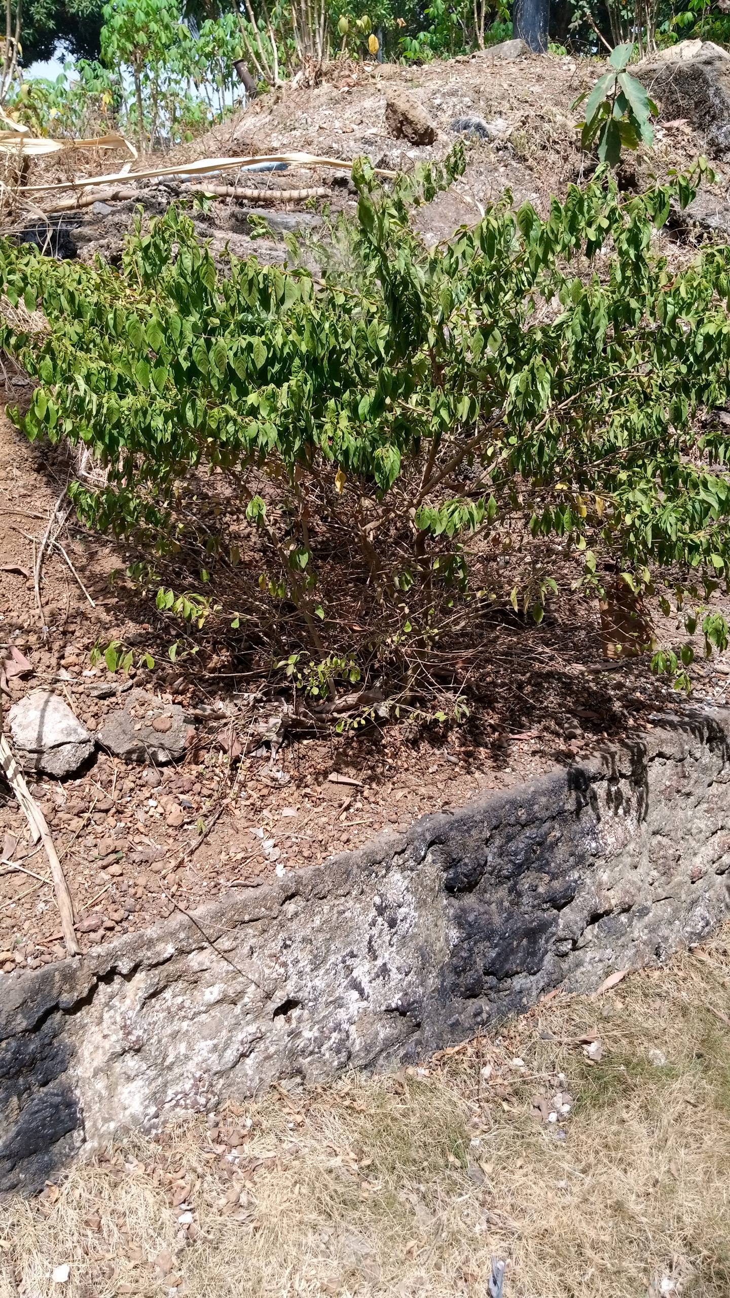 tree
