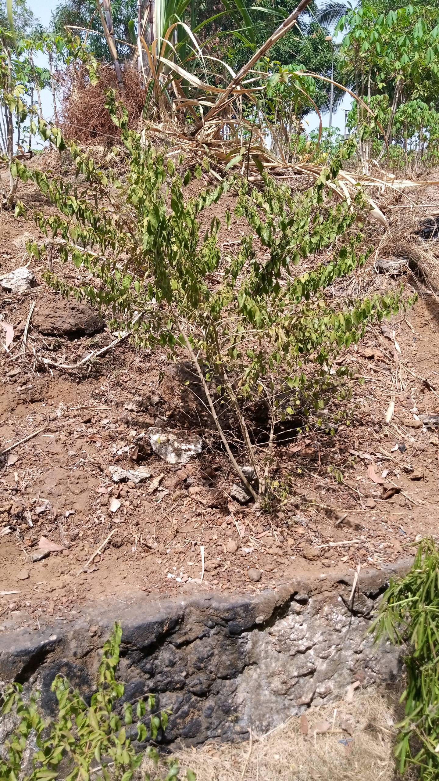 tree