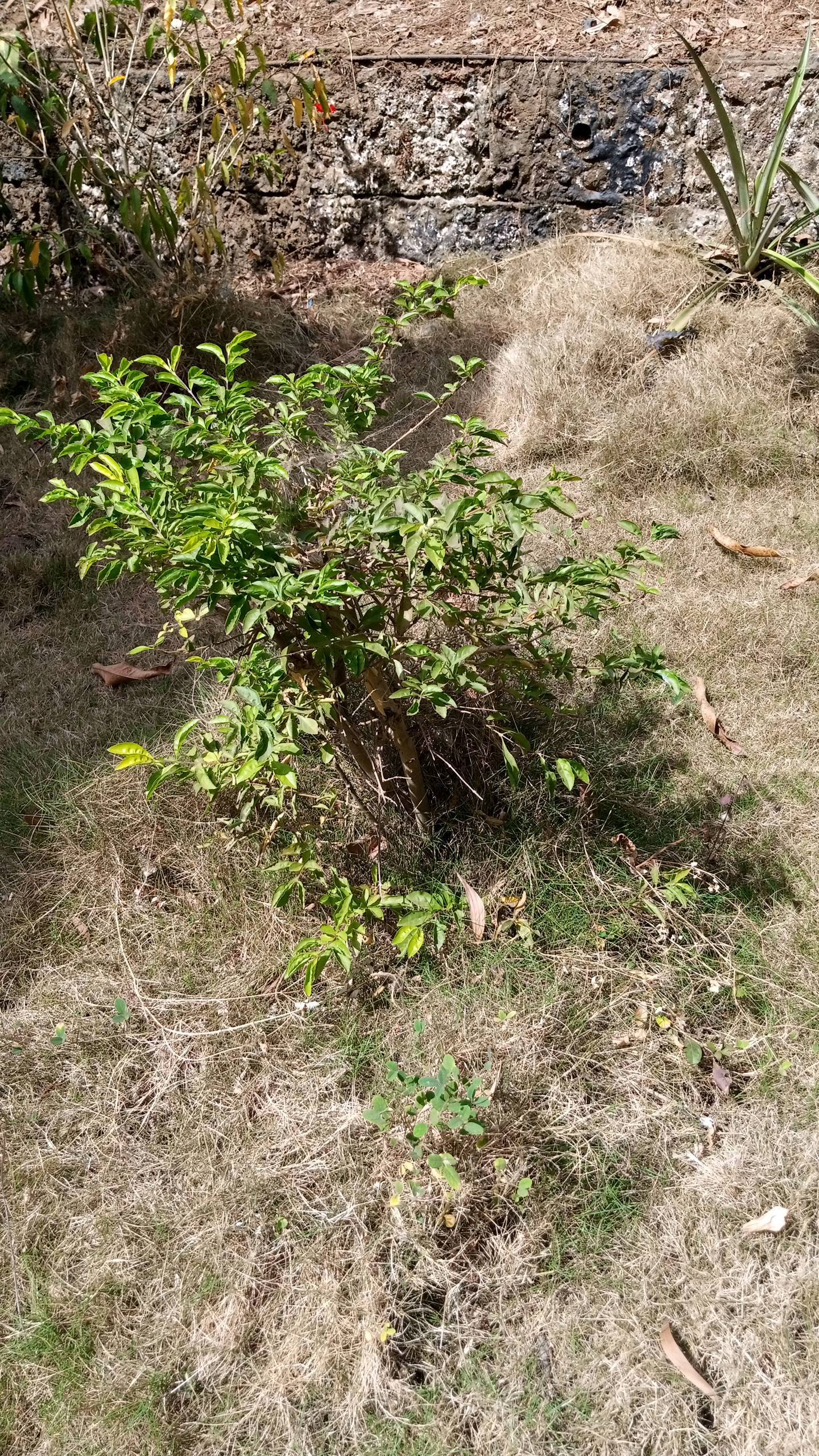 tree