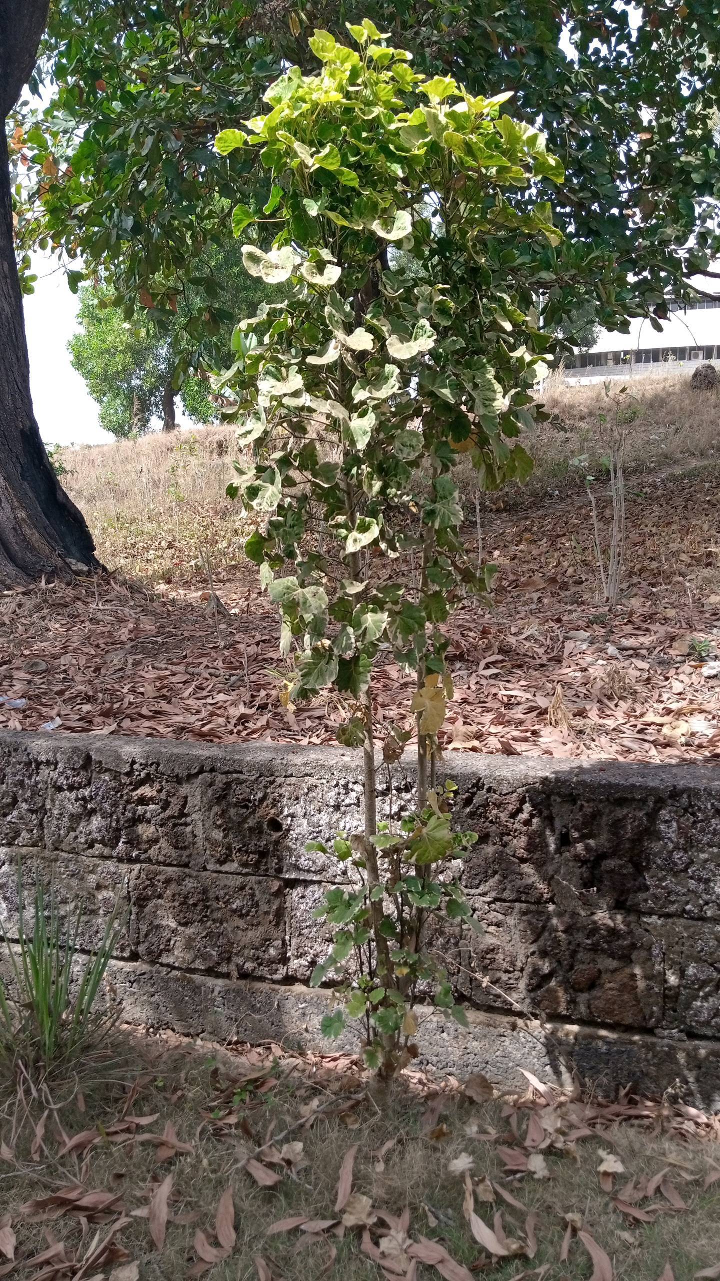 tree