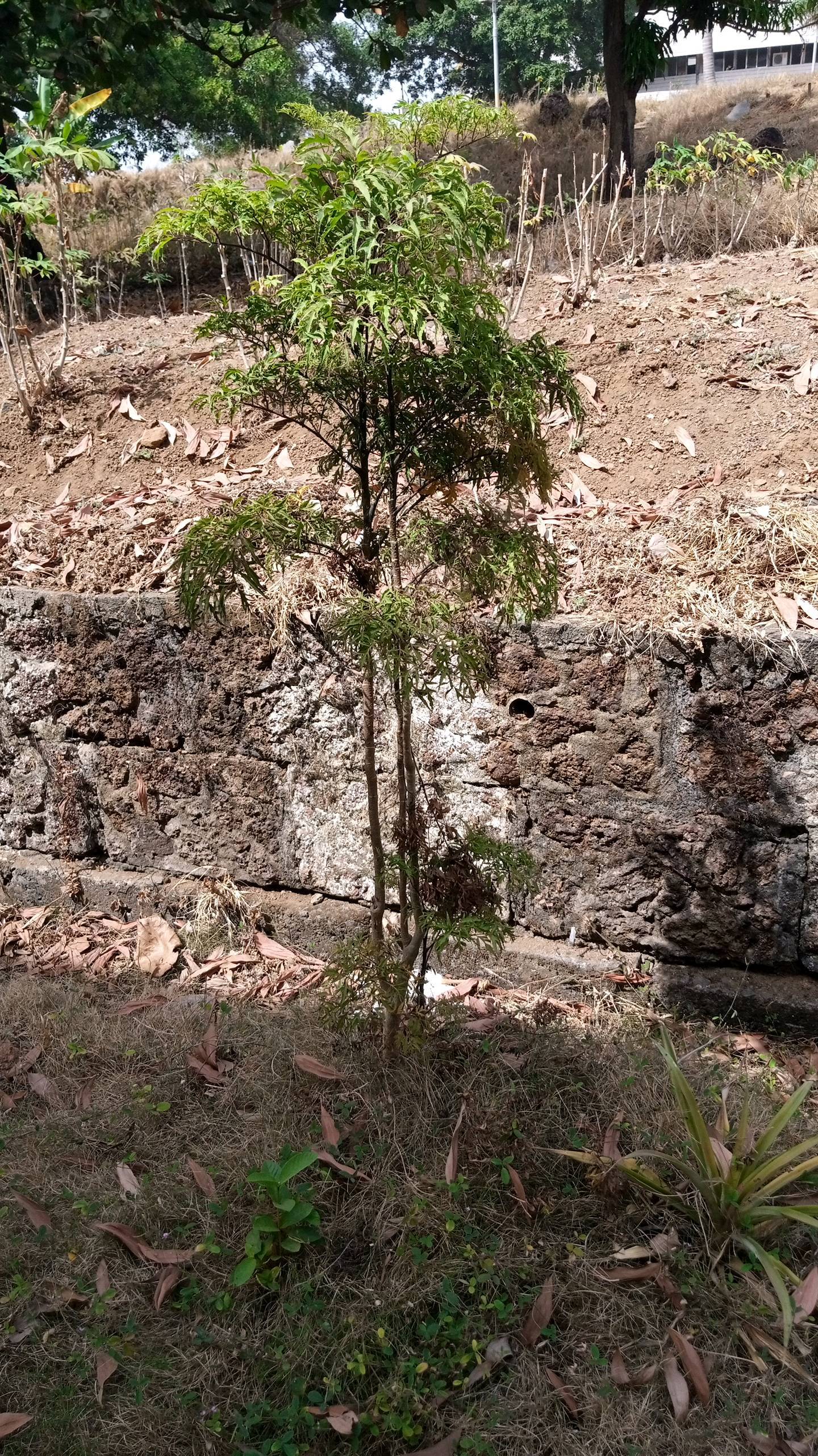 tree