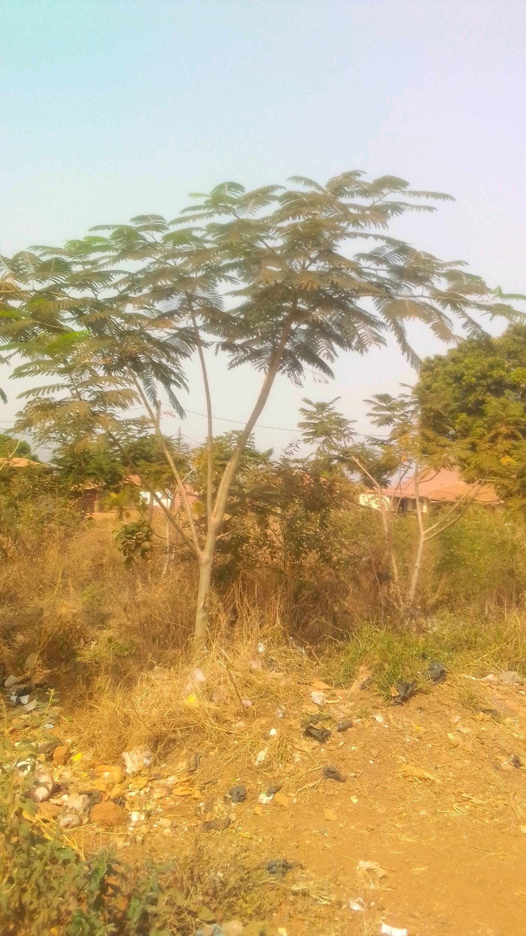 tree