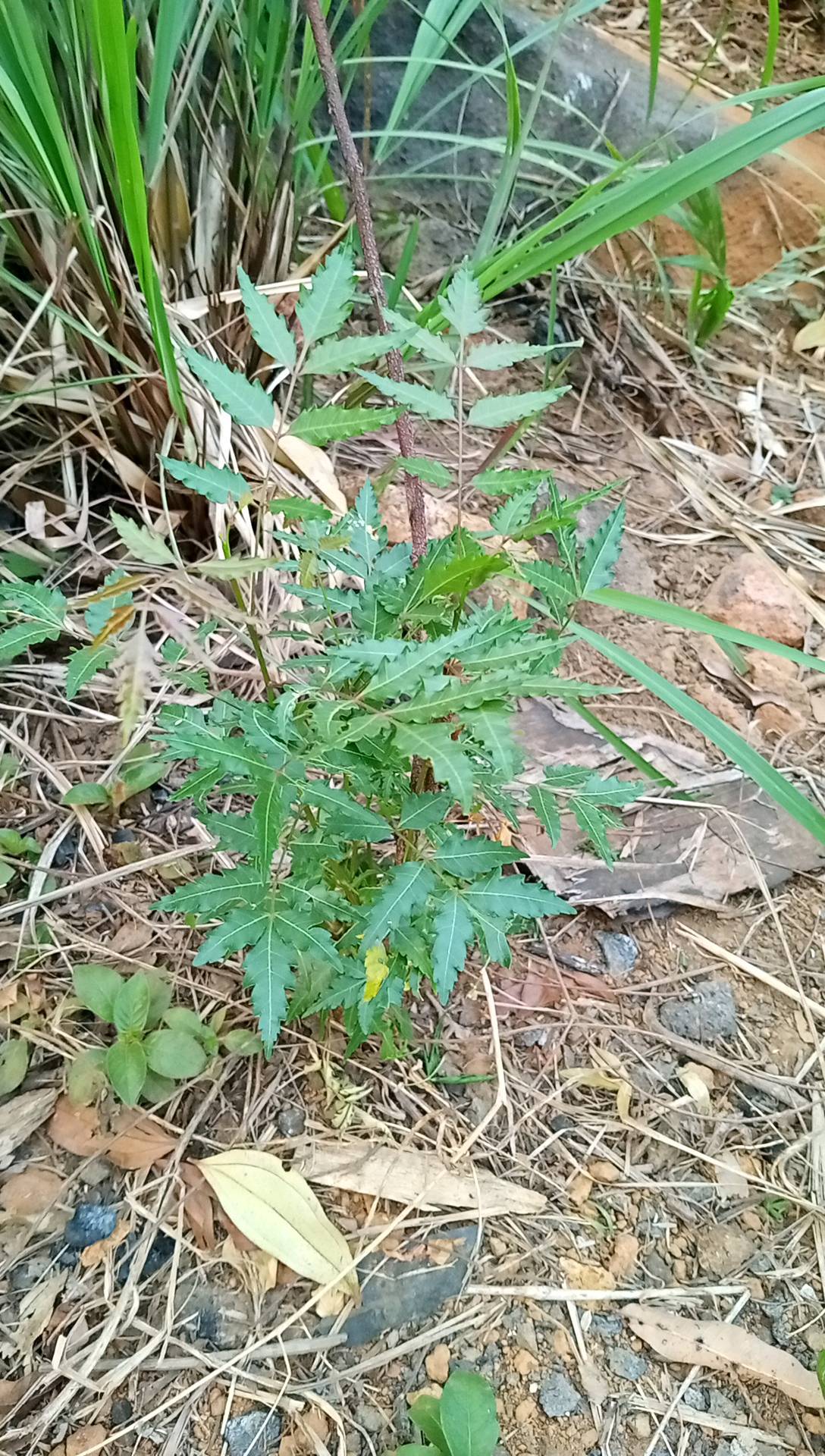 tree