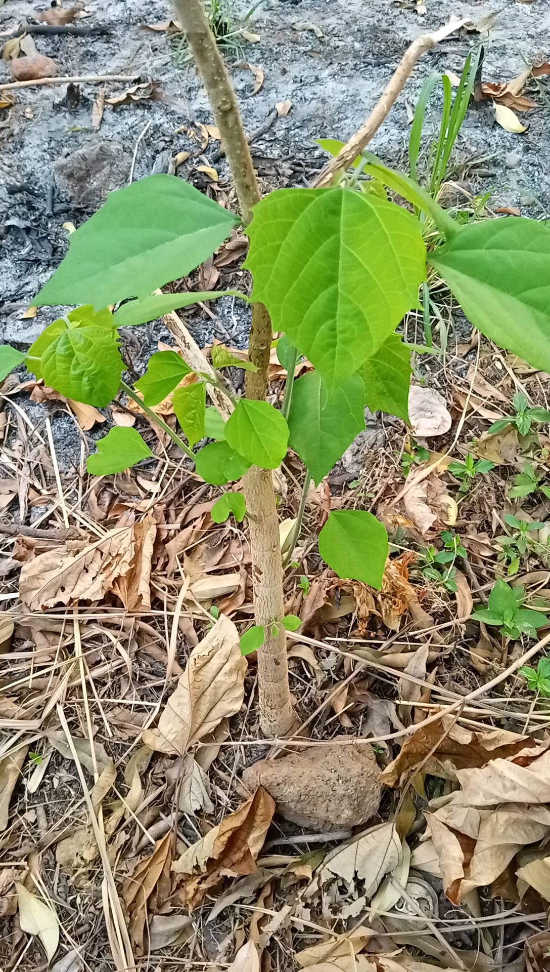 tree