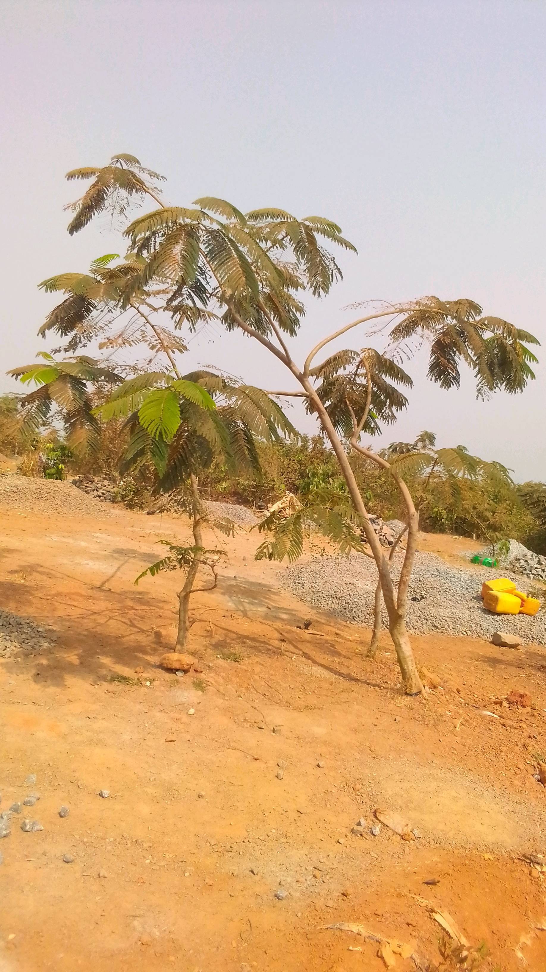 tree