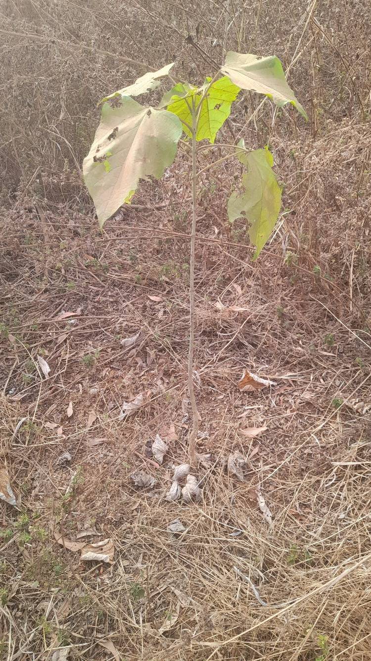 tree