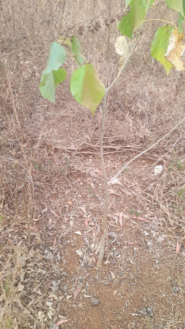 tree