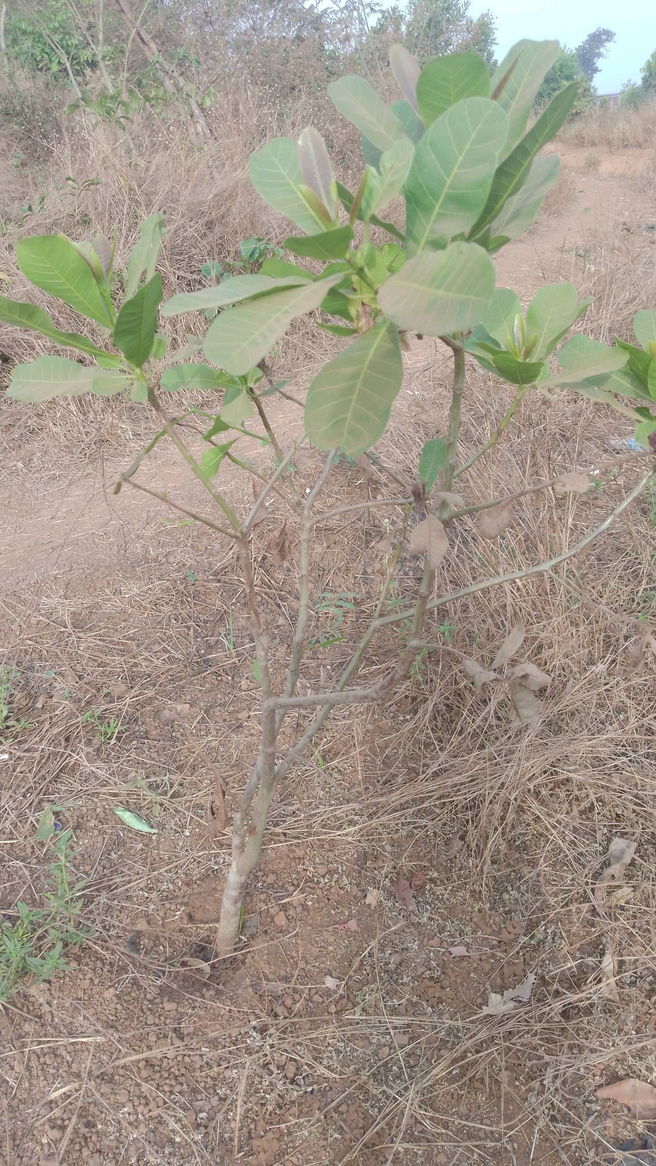 tree