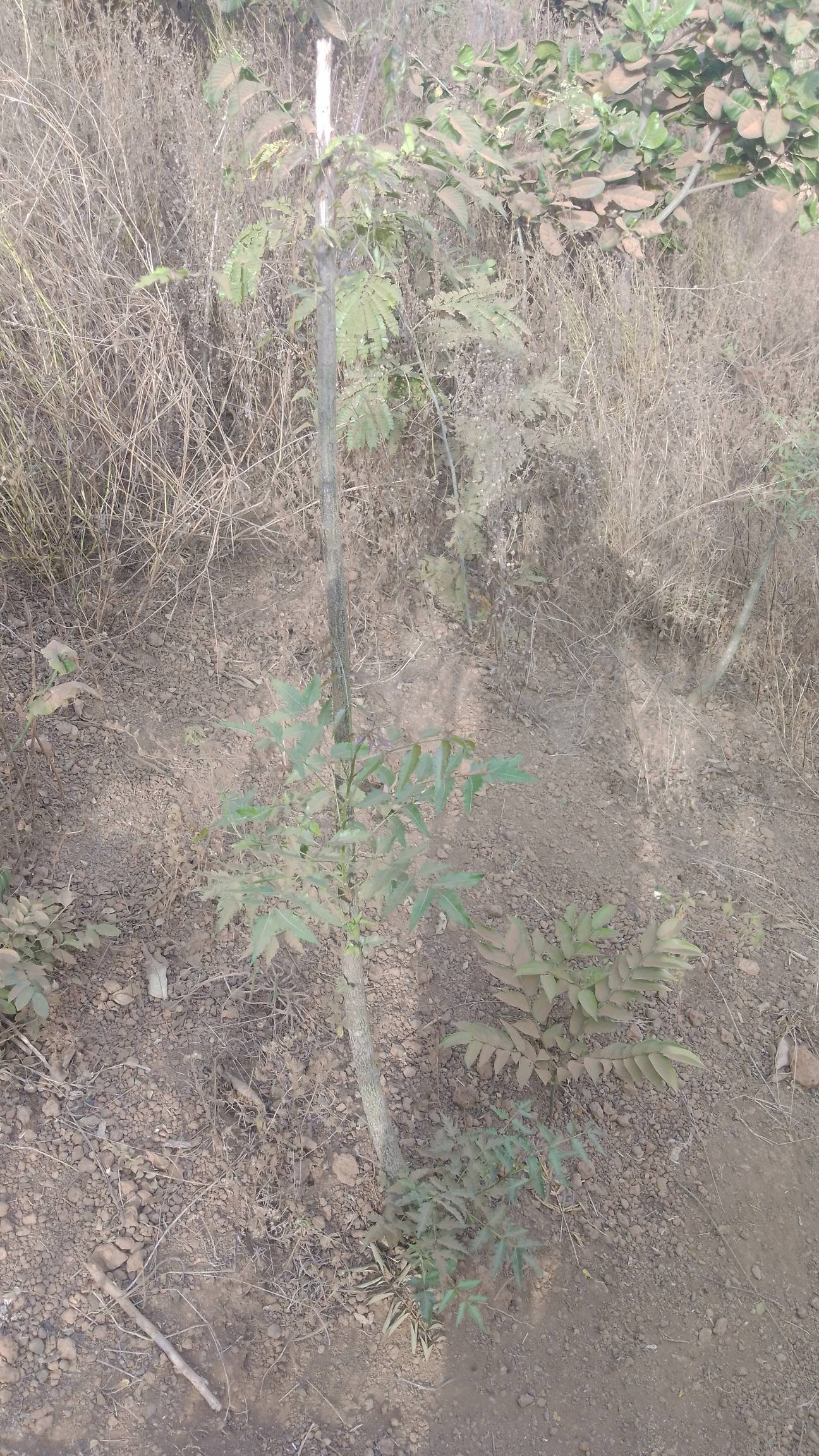 tree