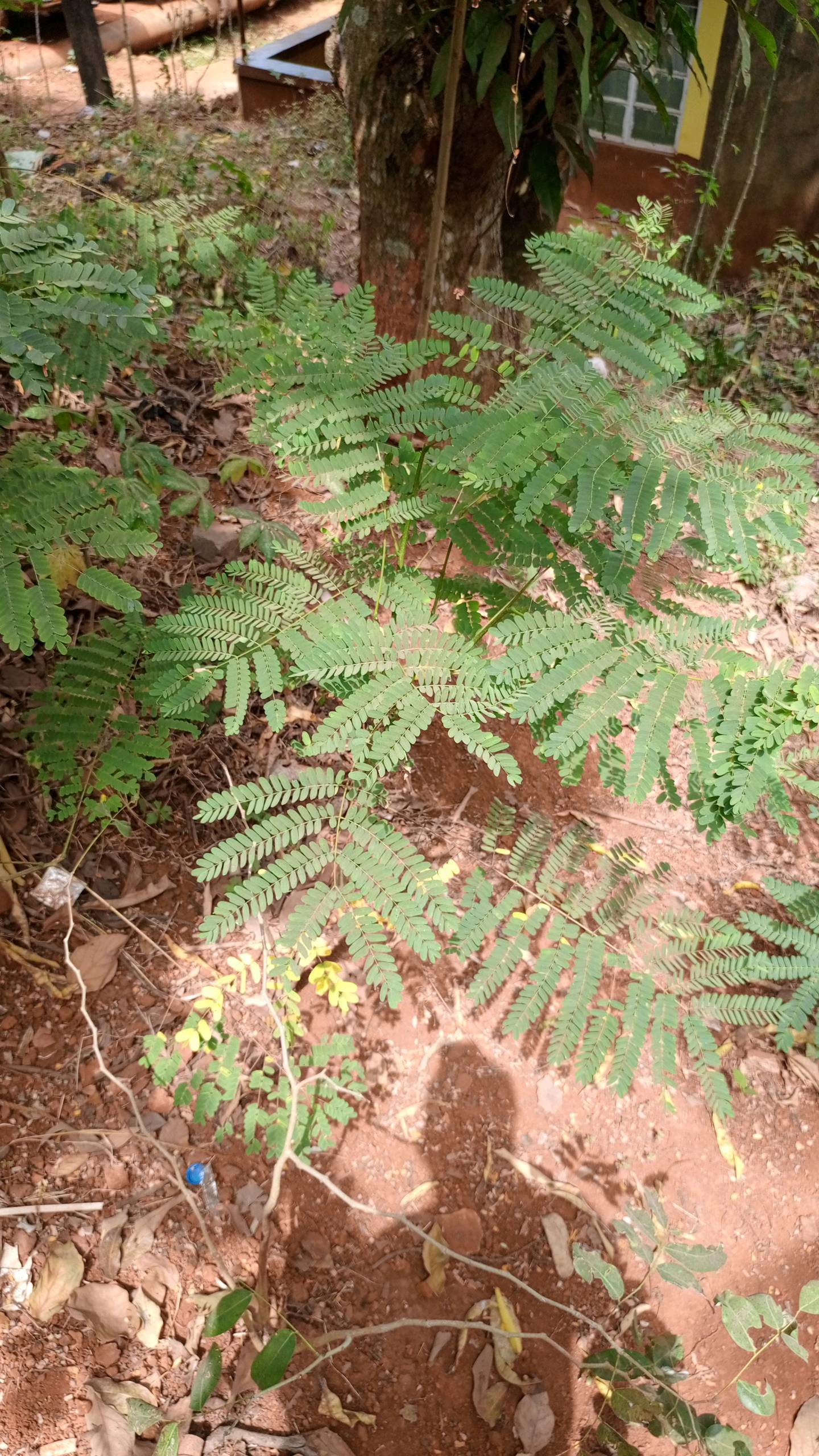 tree