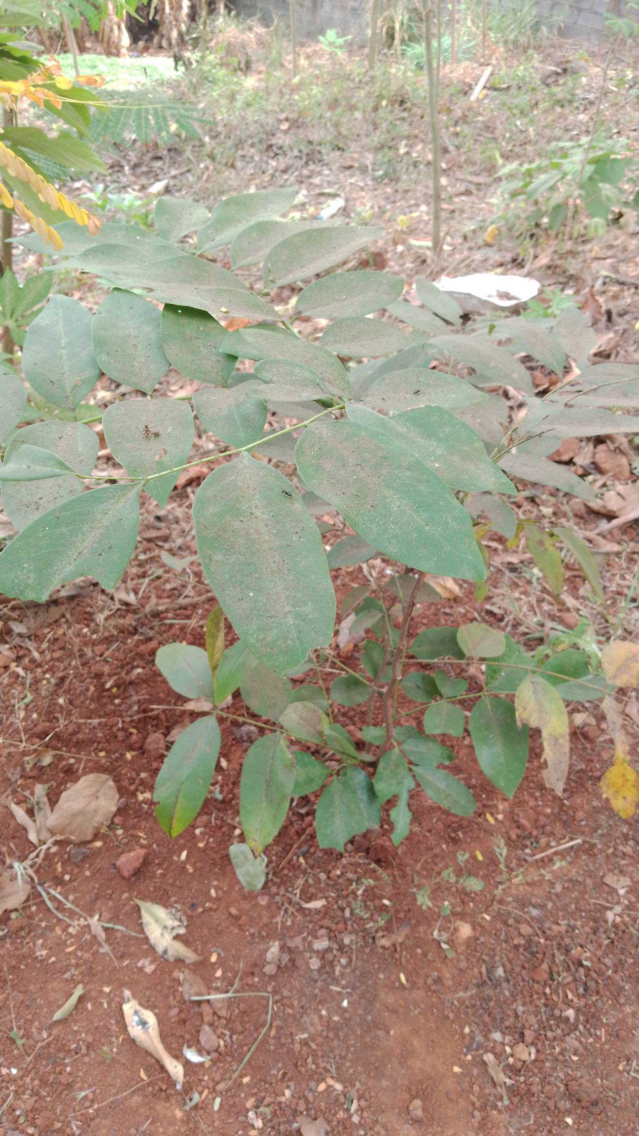 tree