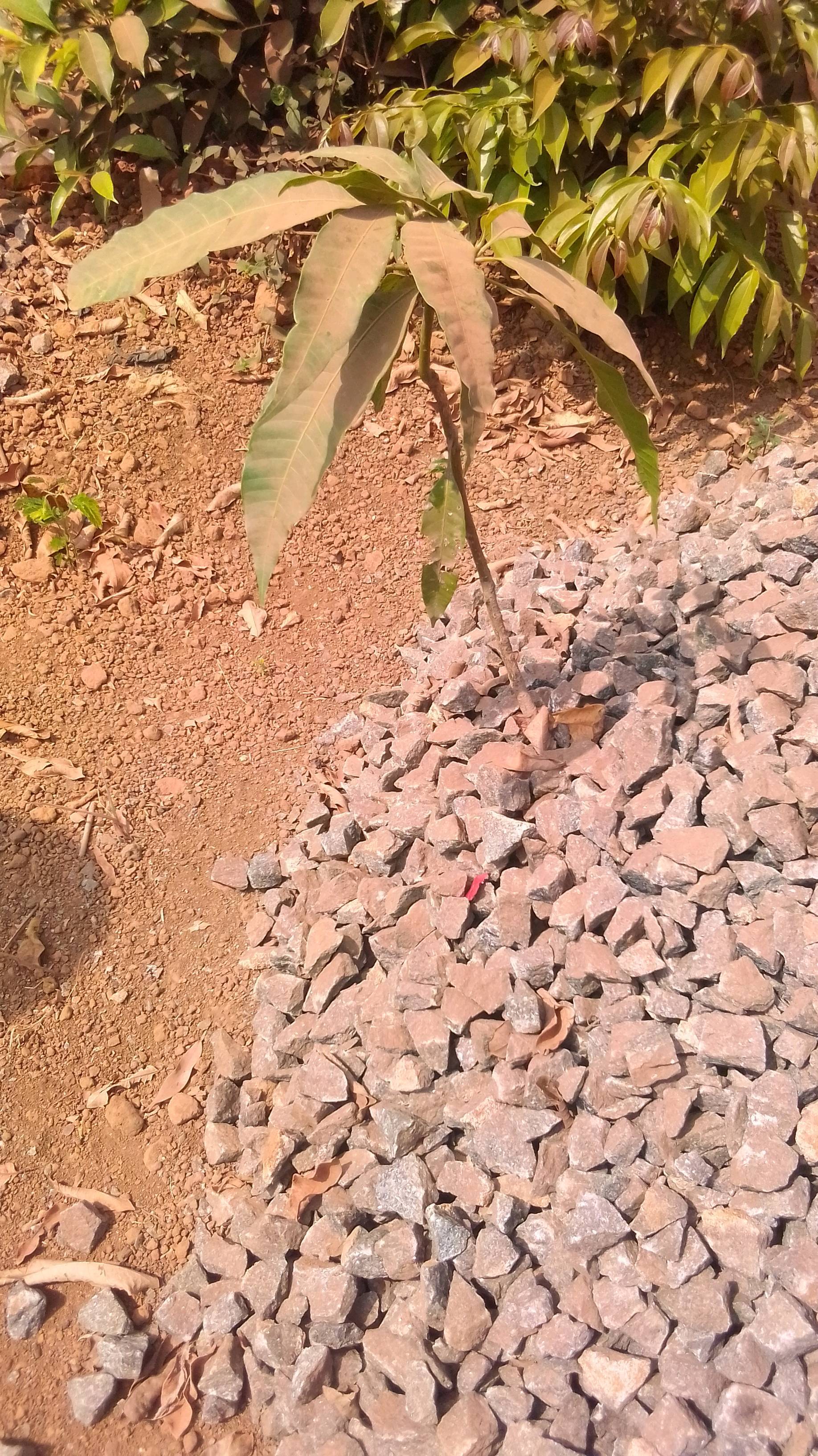 tree