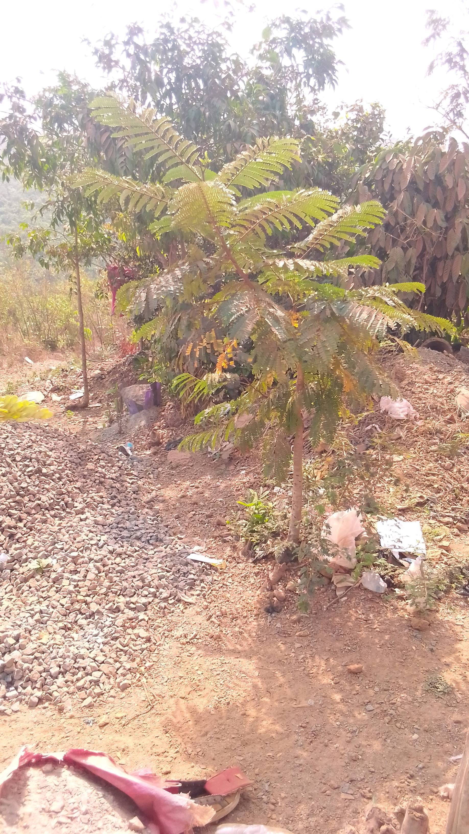 tree