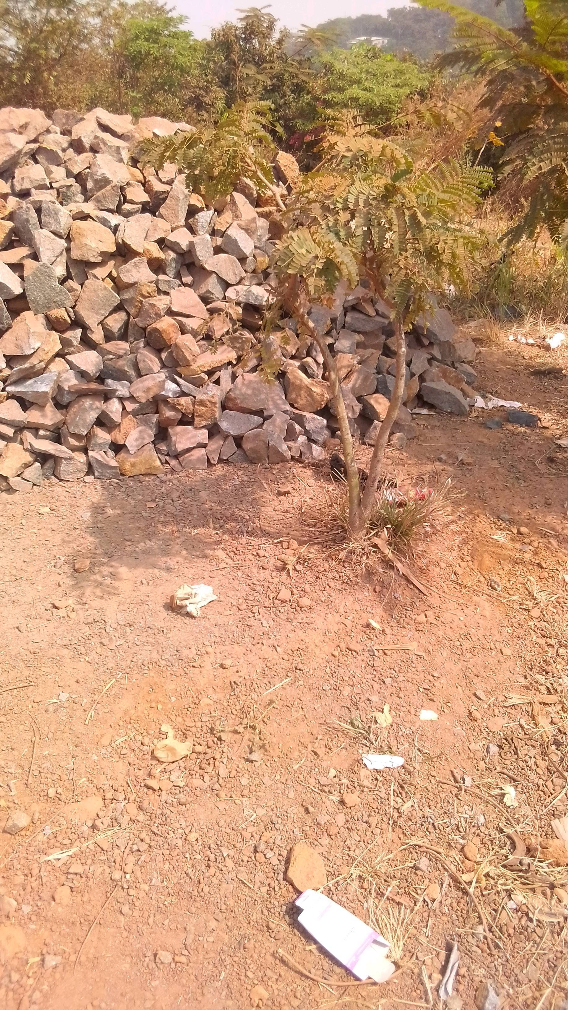 tree