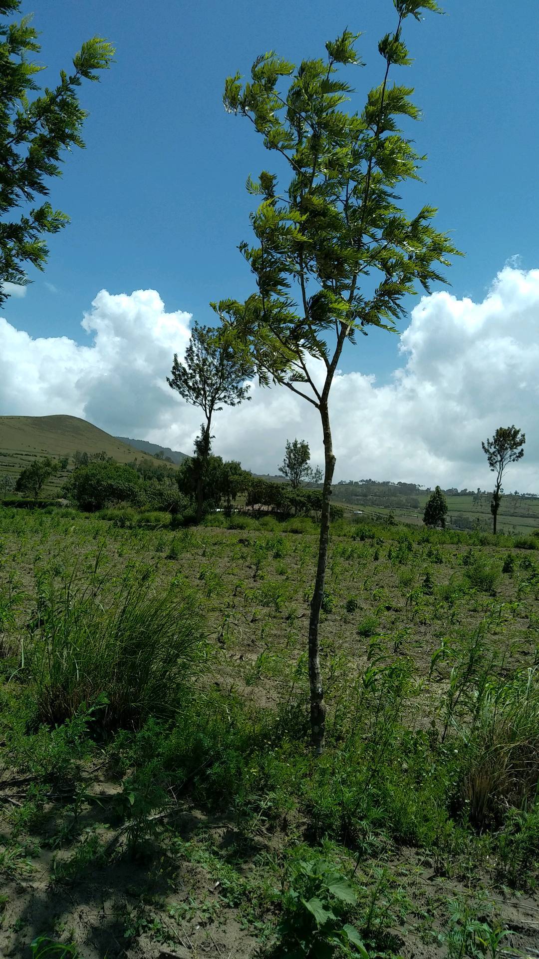 tree