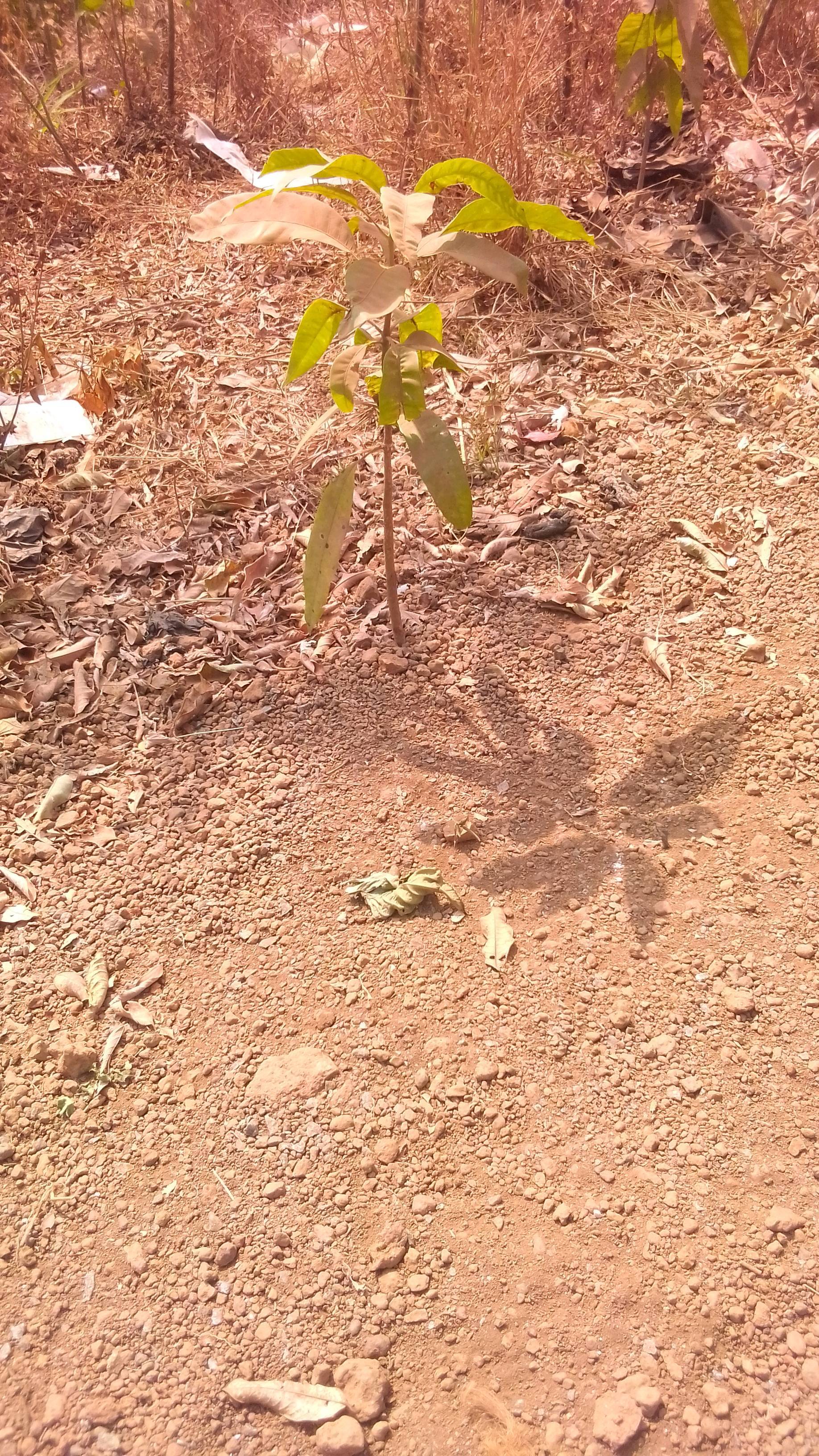 tree