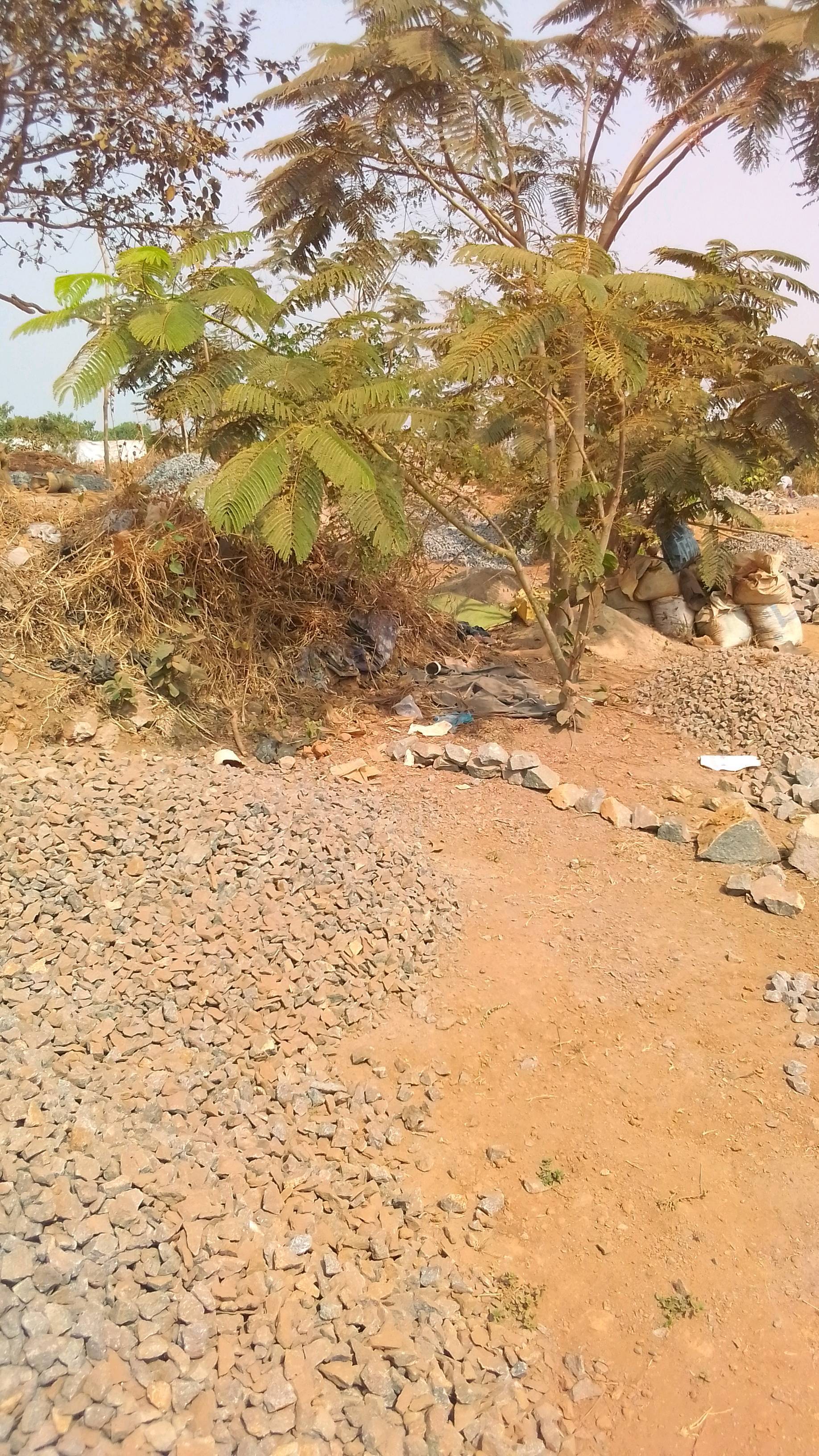 tree