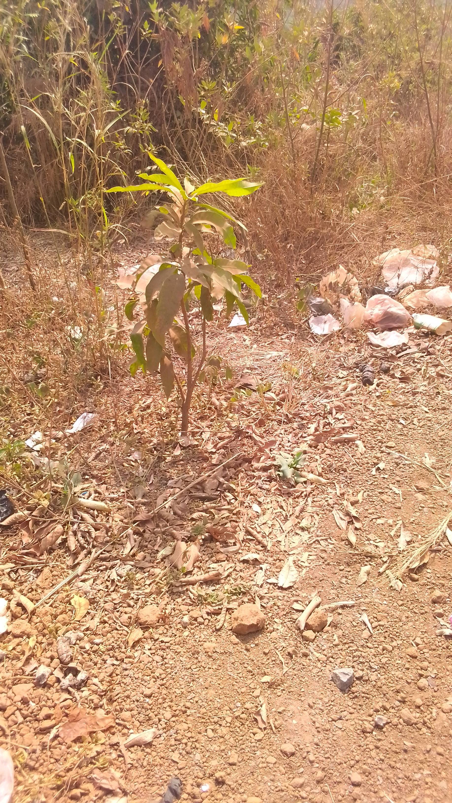 tree
