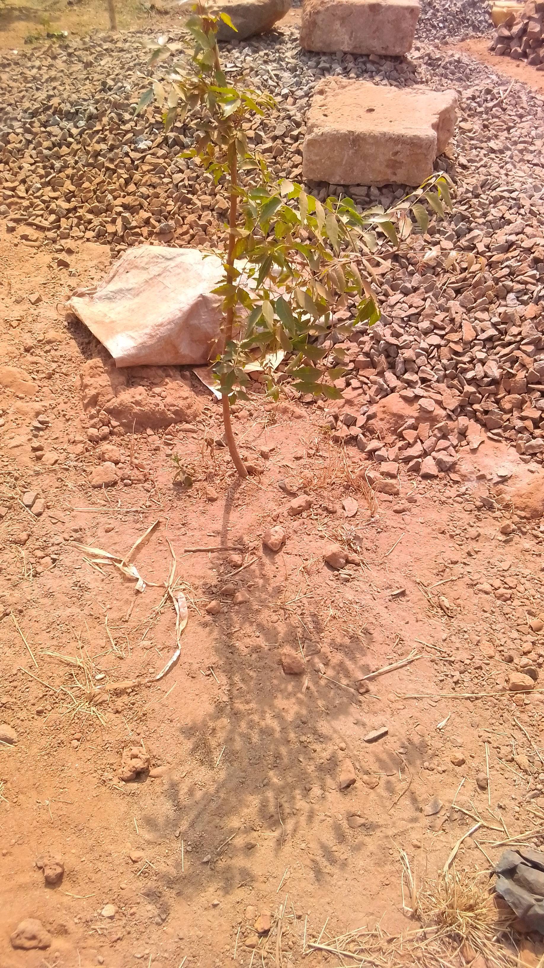 tree