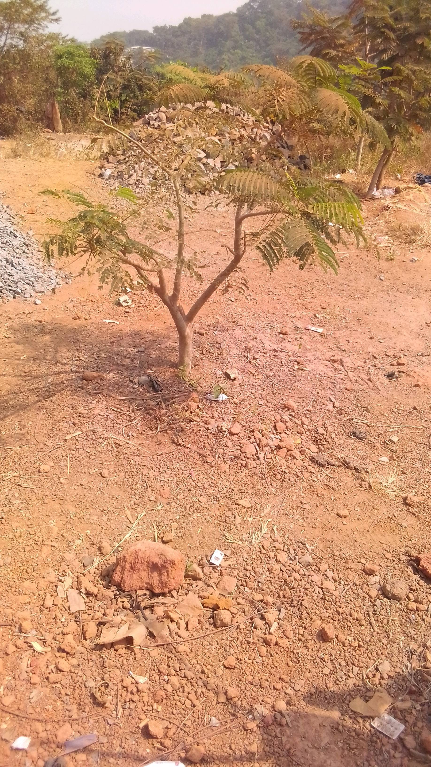 tree