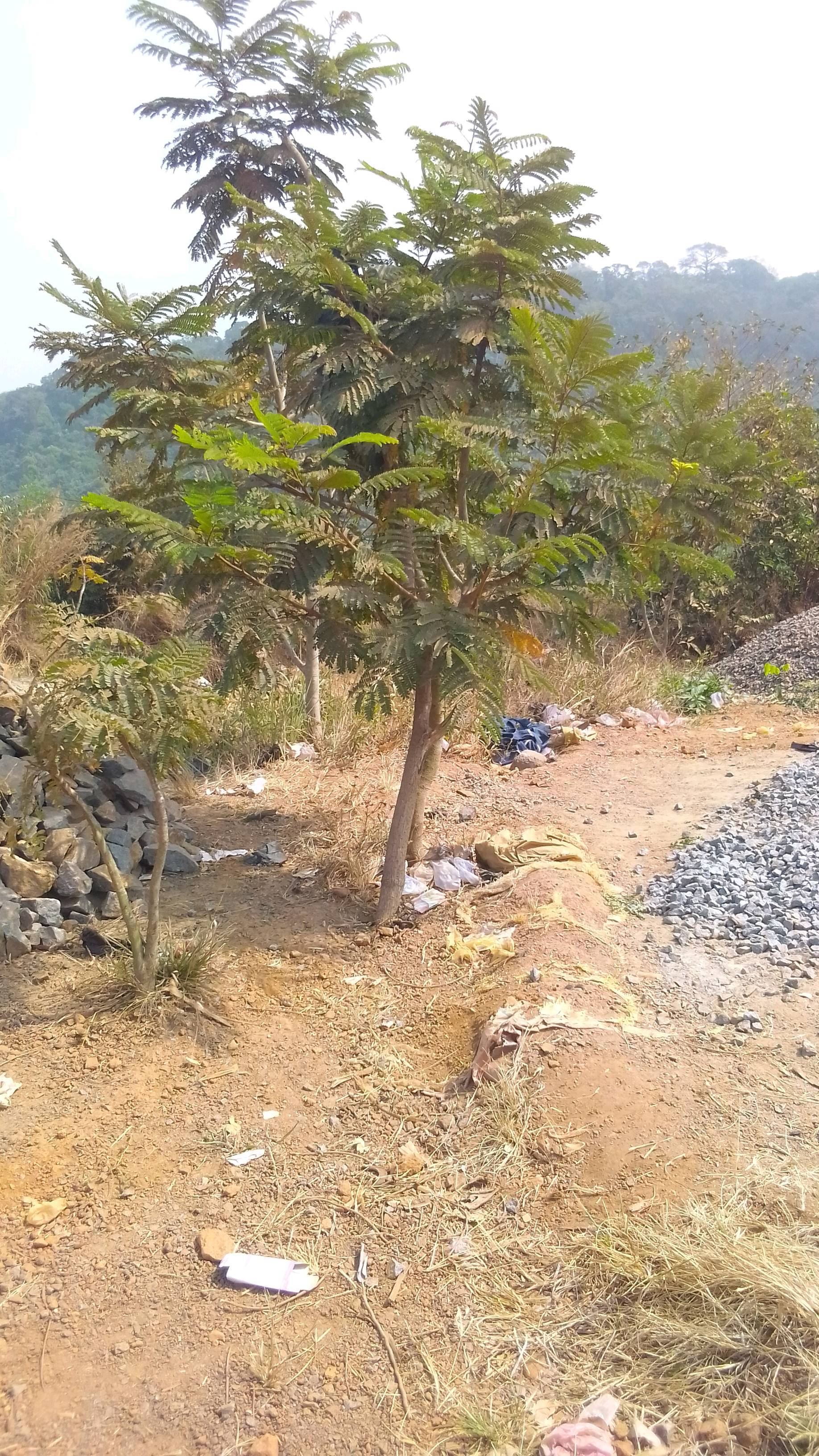 tree