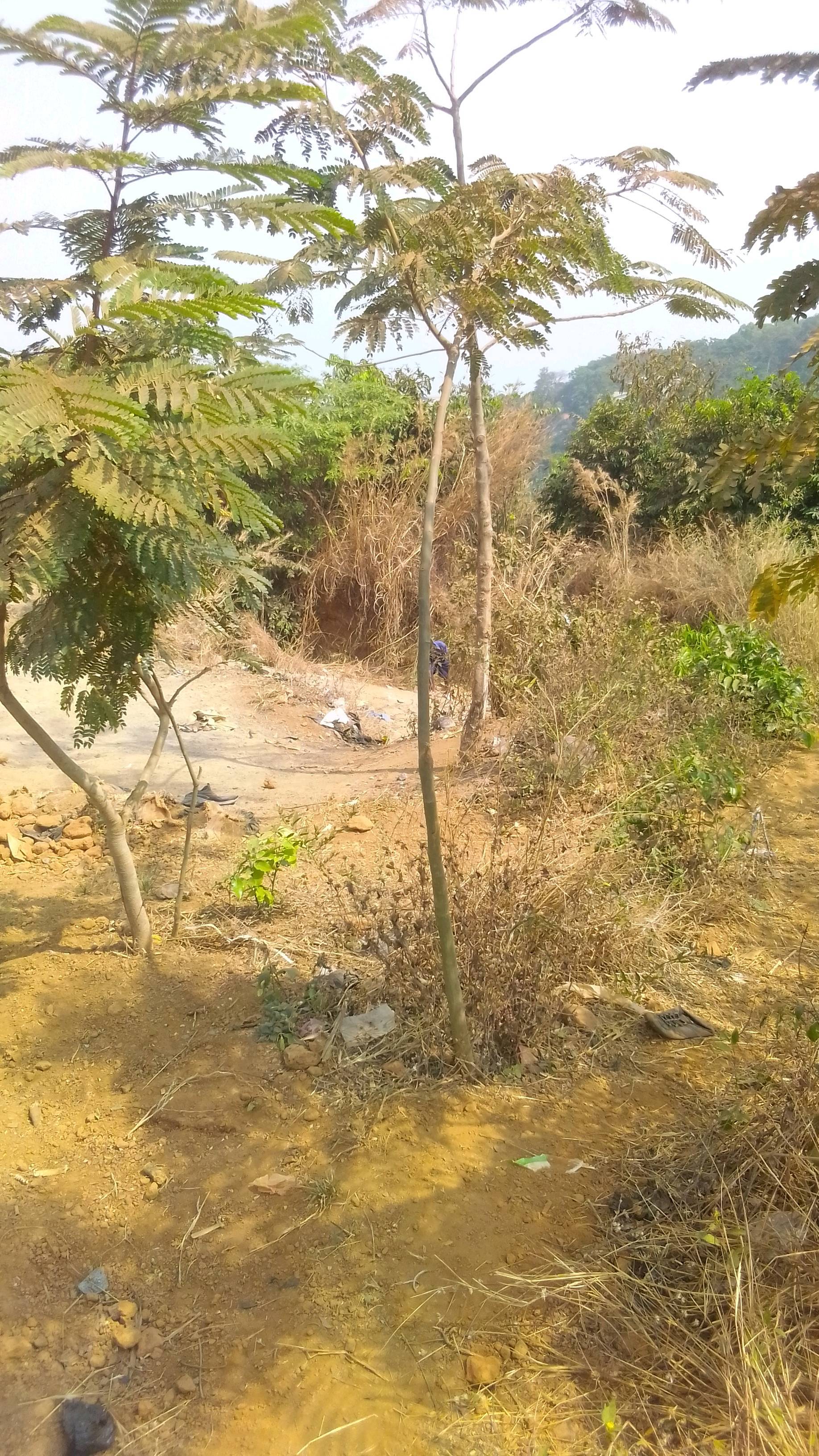 tree
