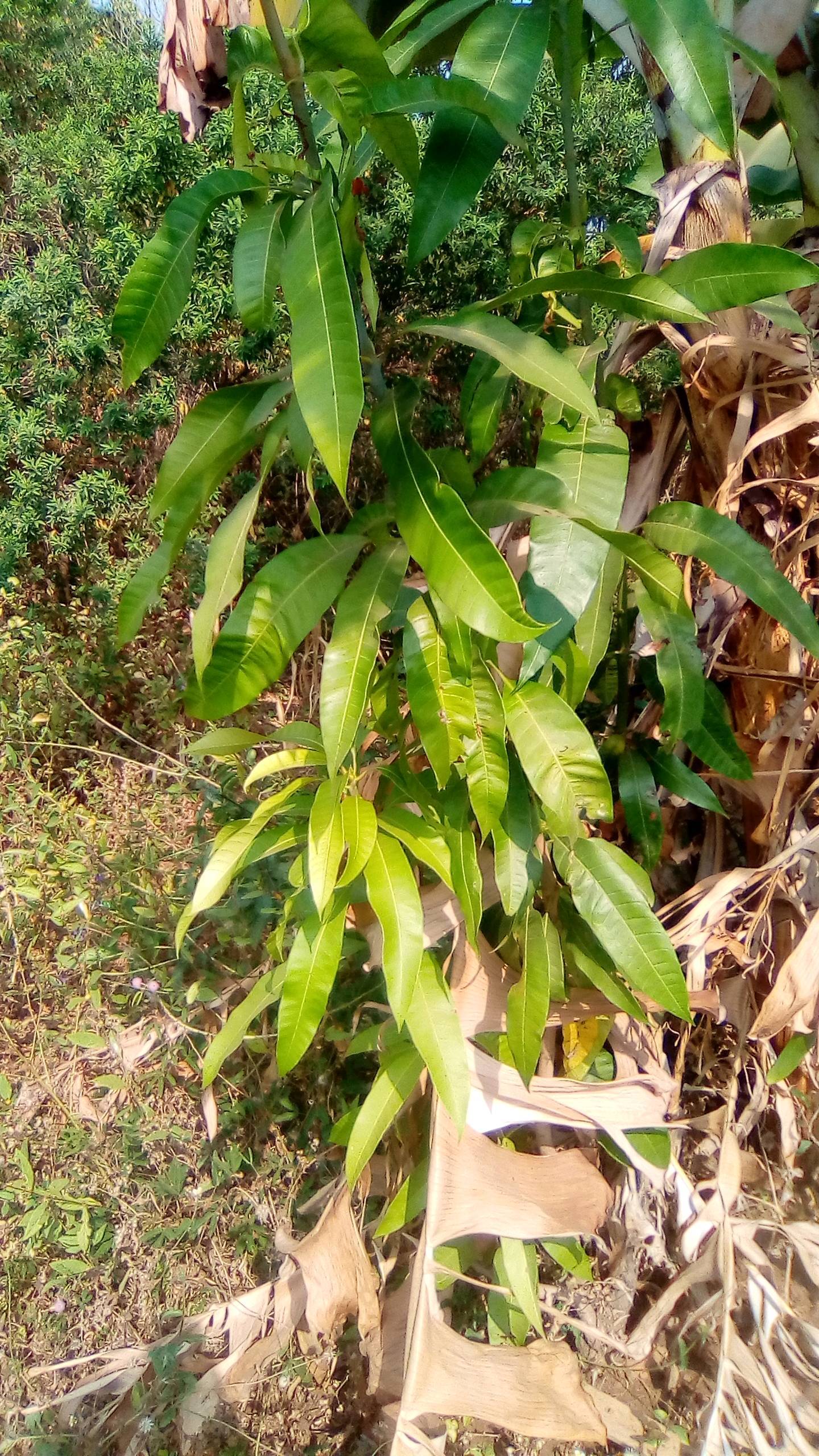 tree