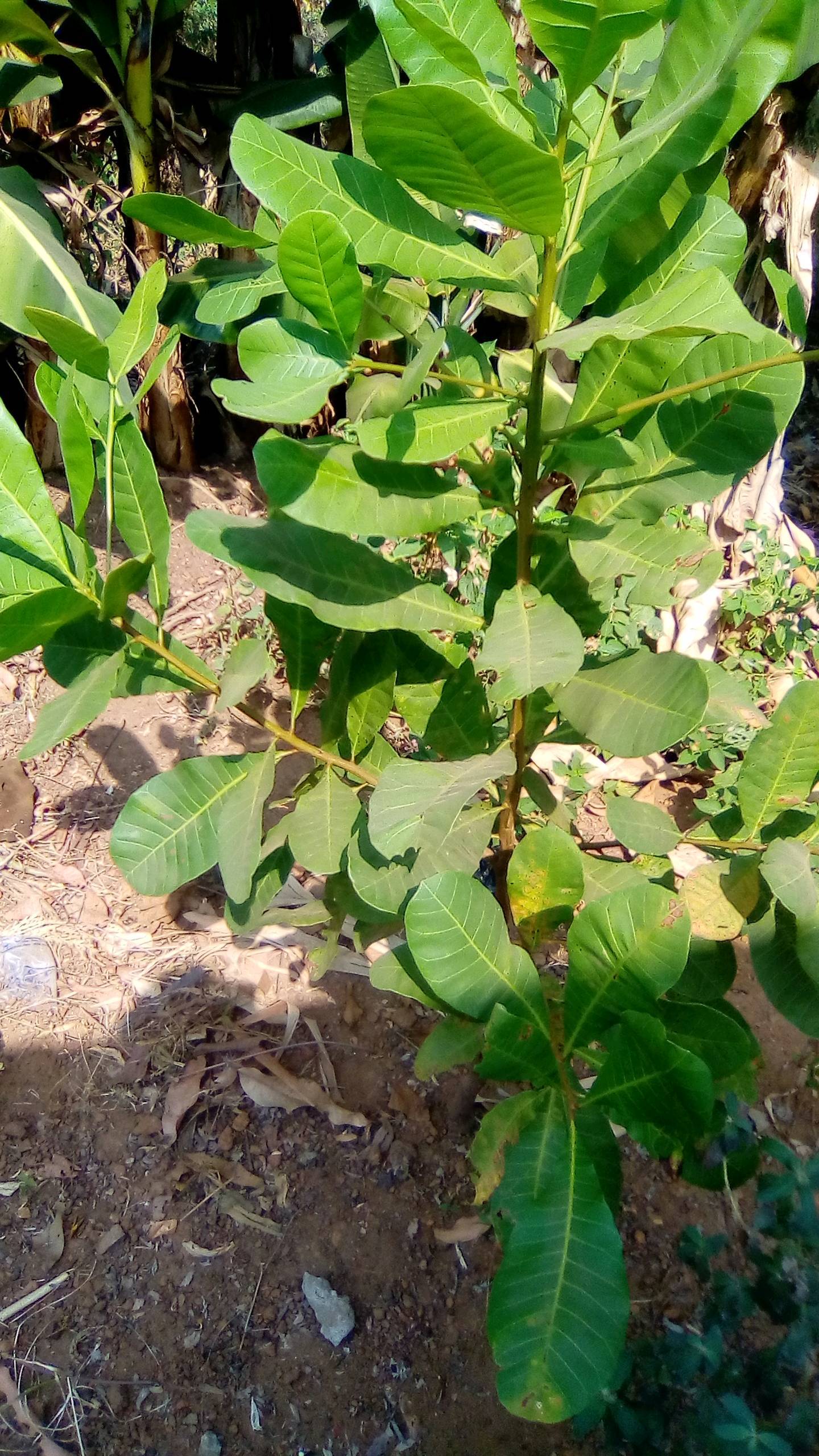 tree