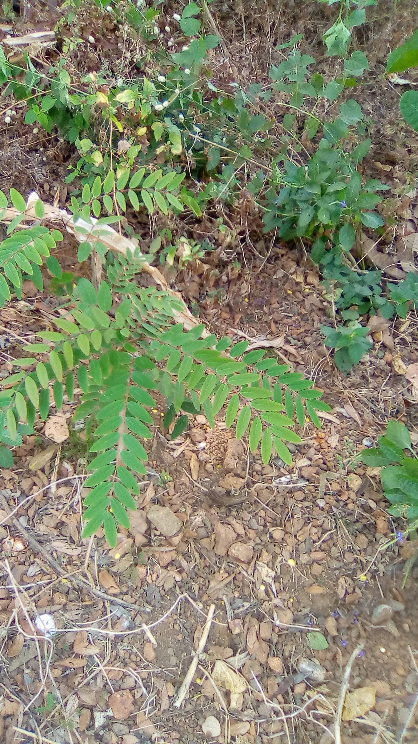 tree