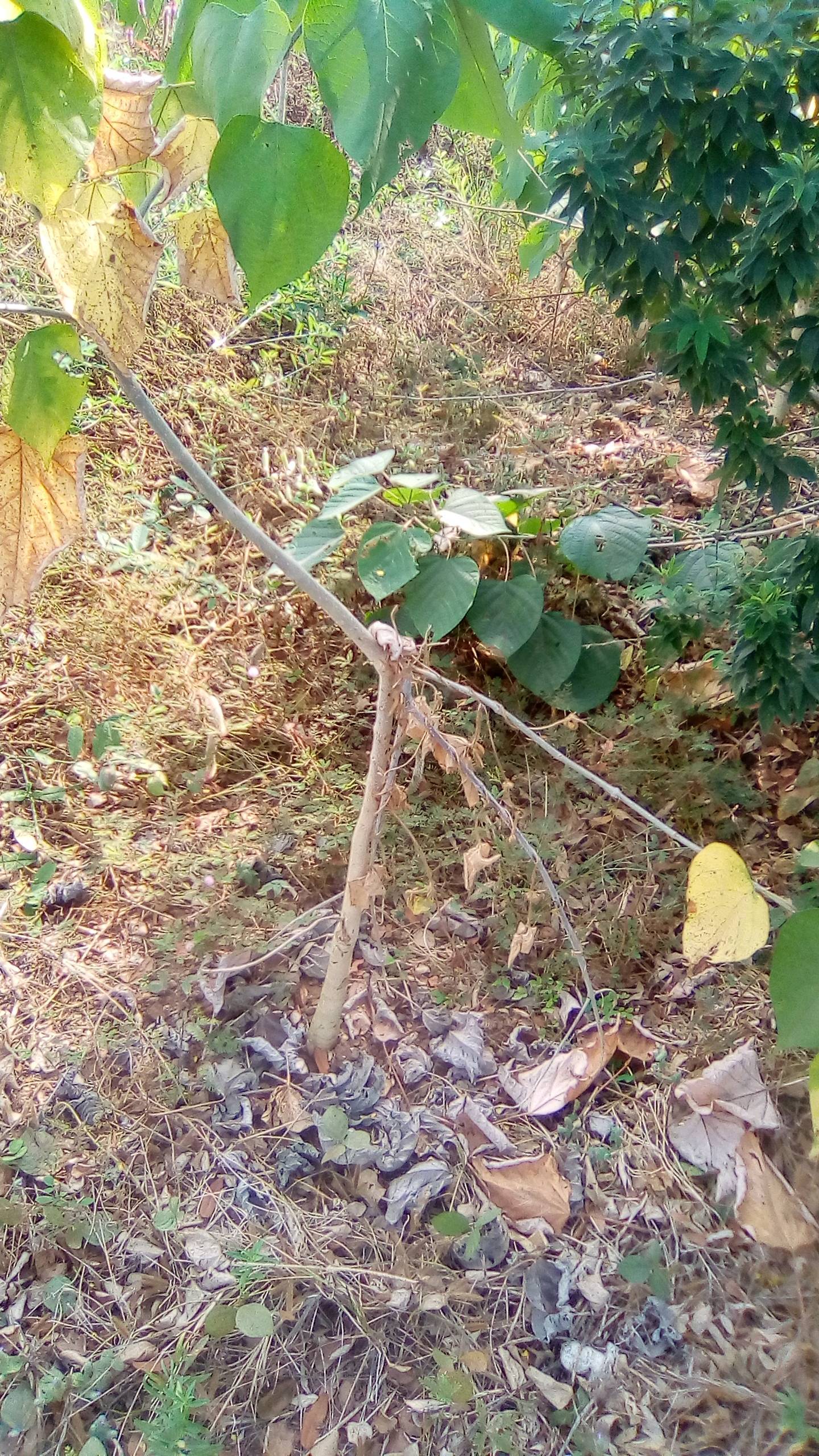 tree