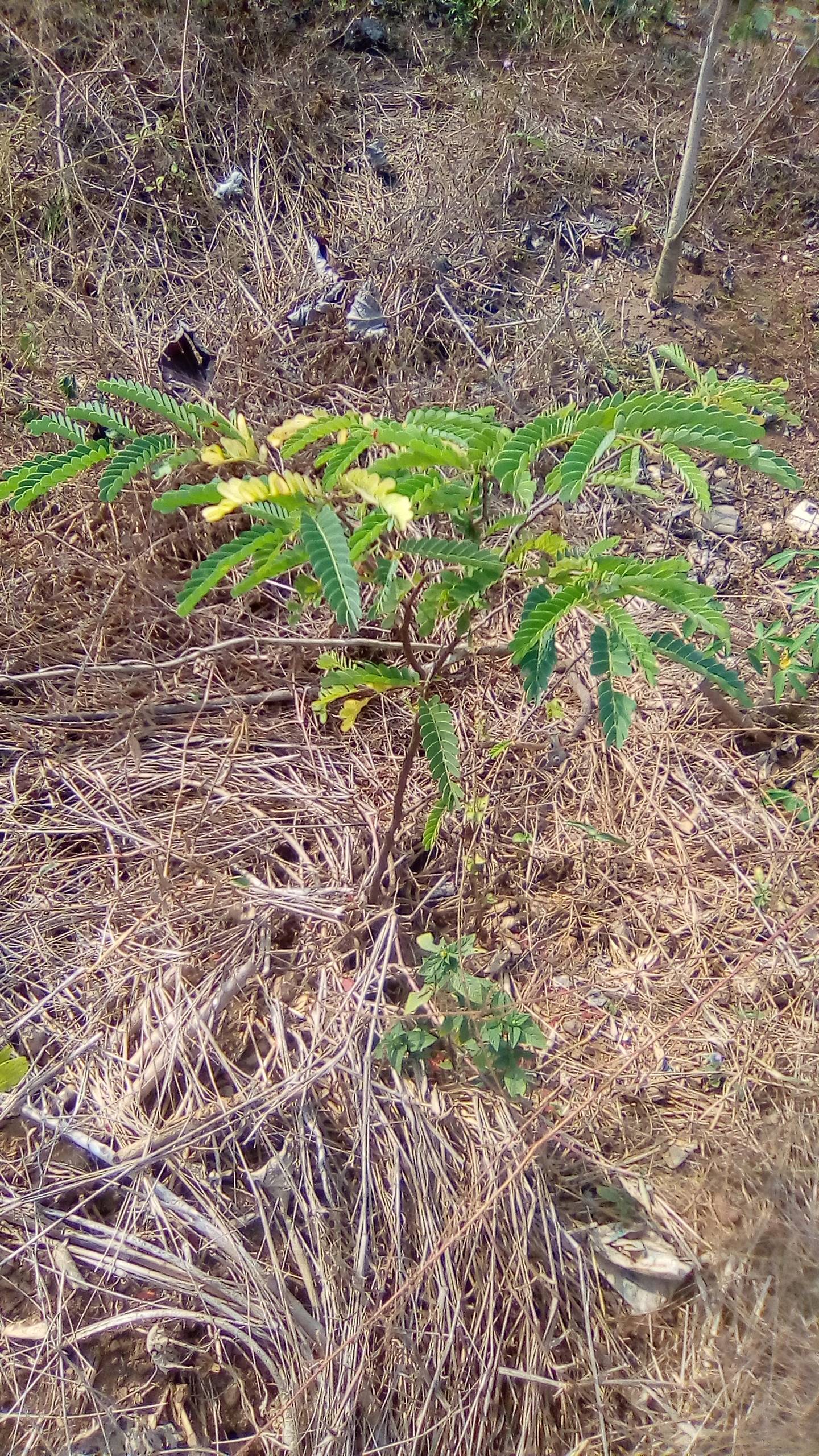 tree