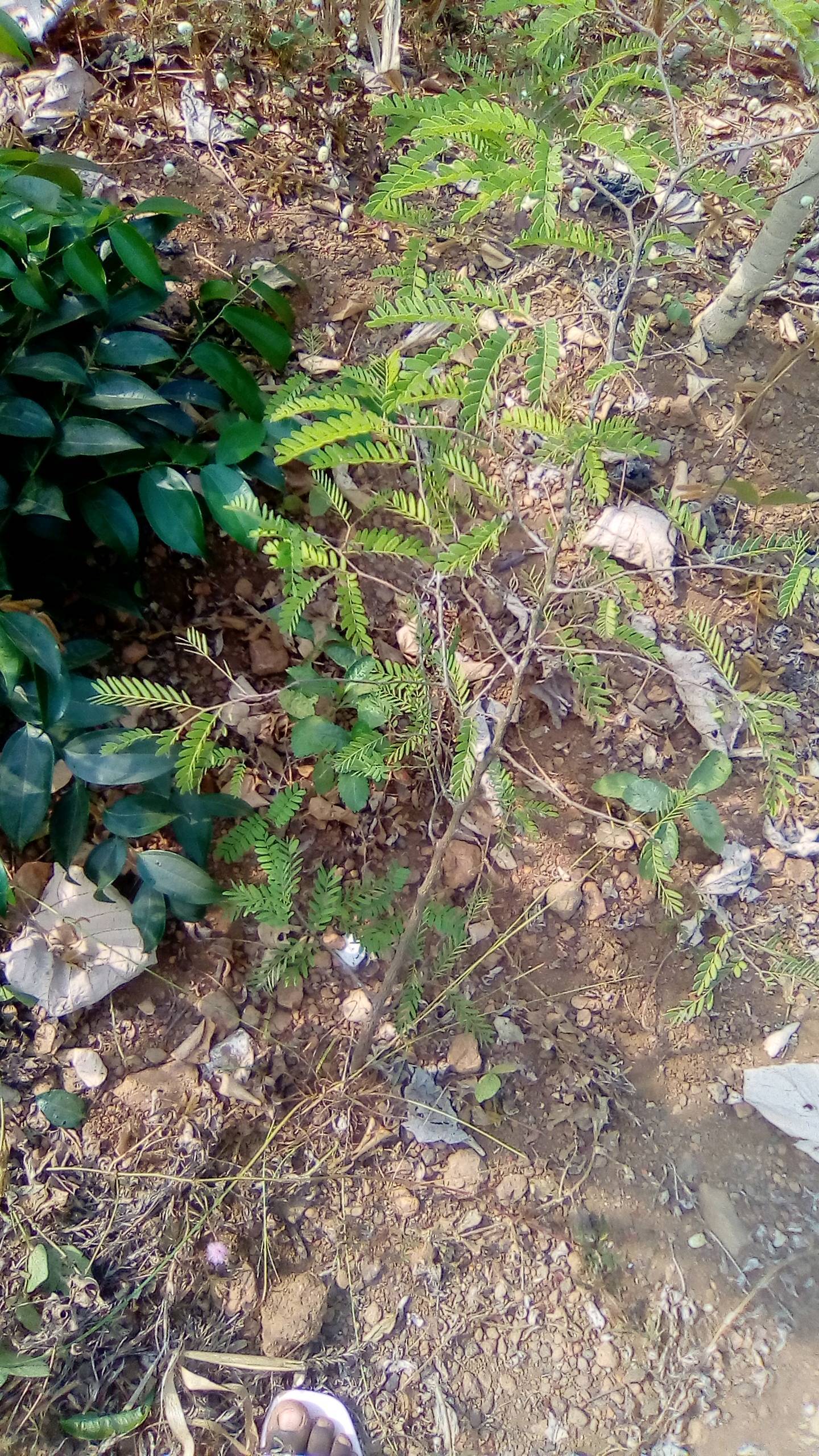 tree
