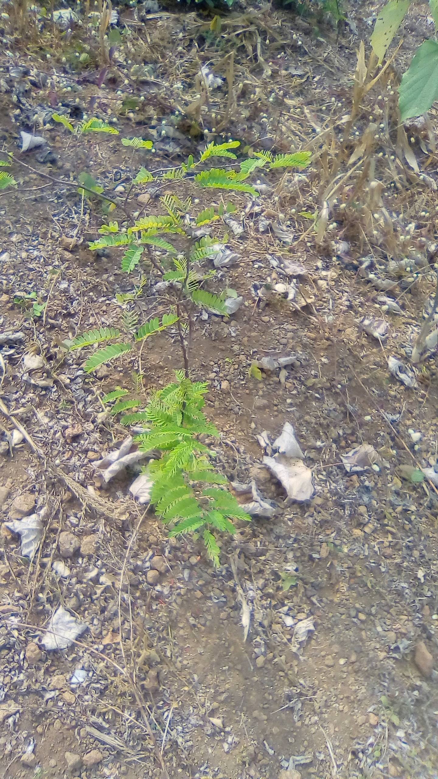 tree