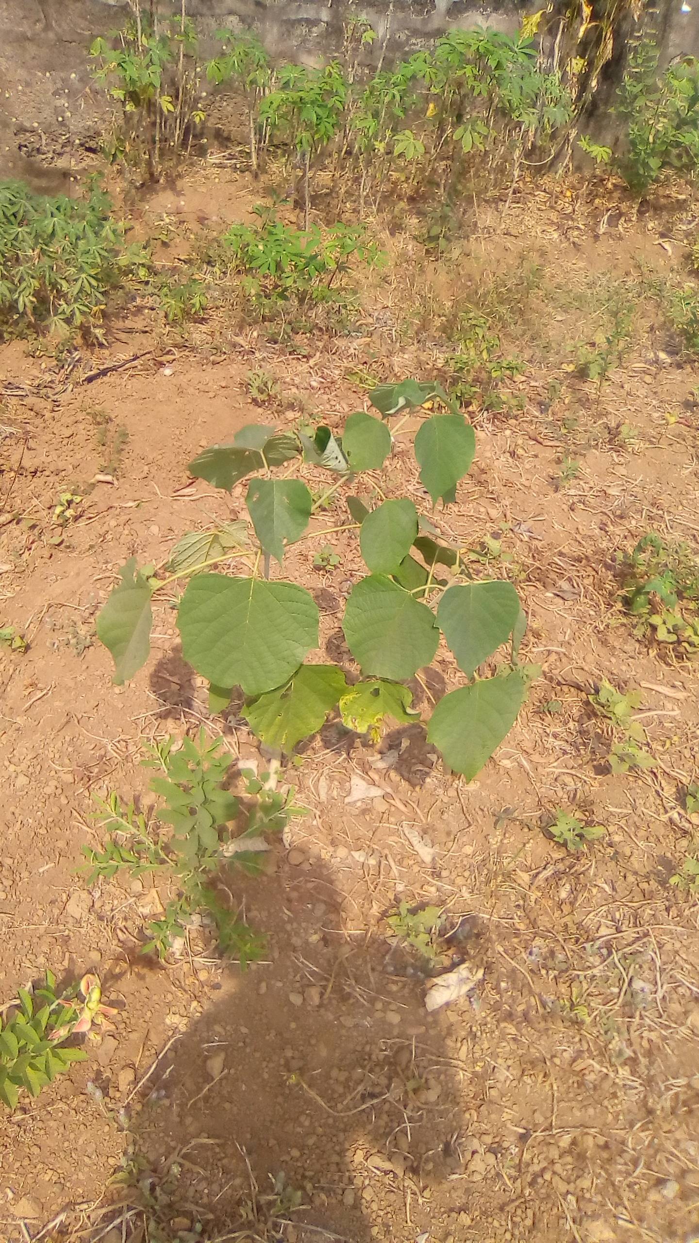 tree