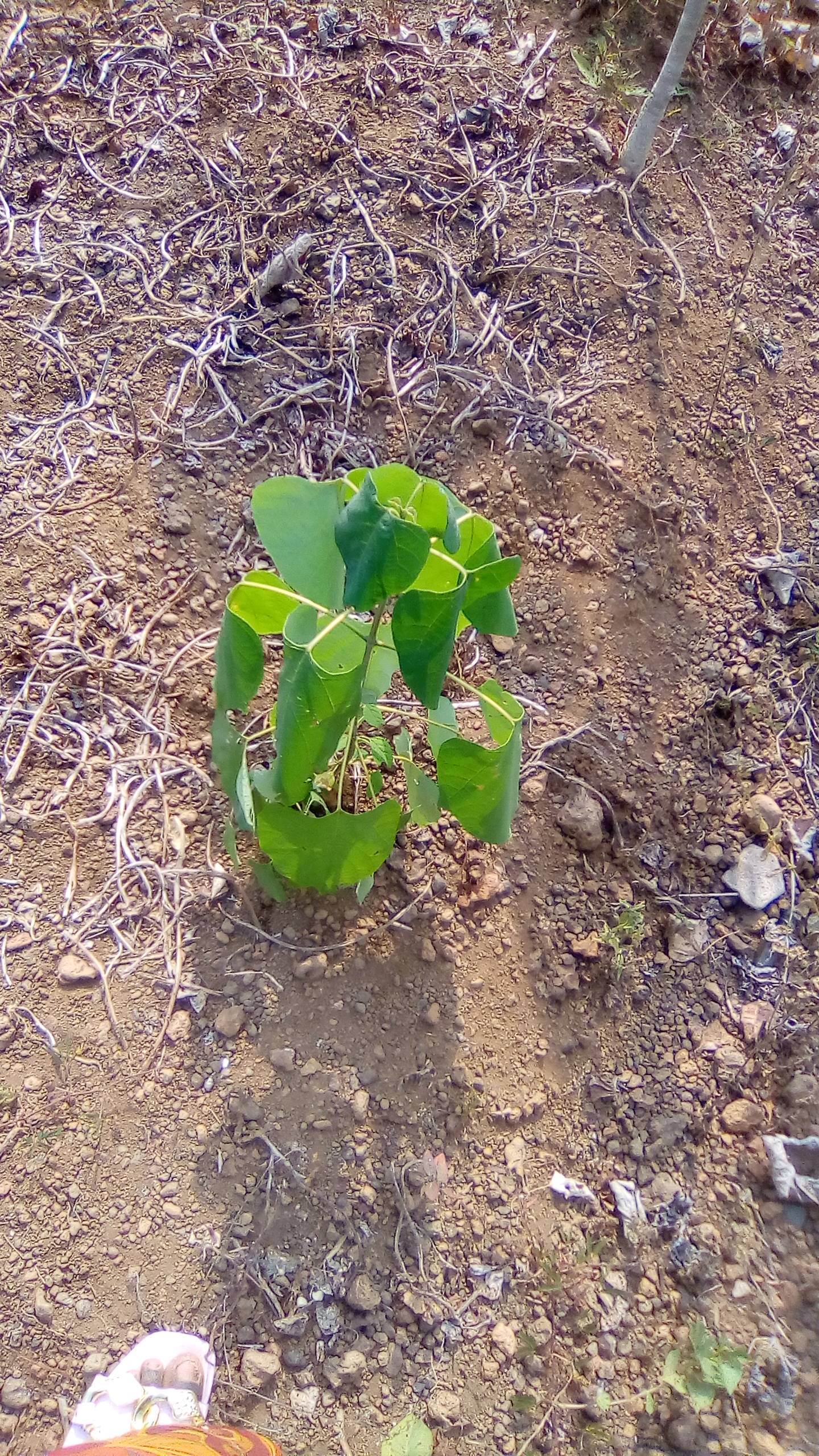 tree