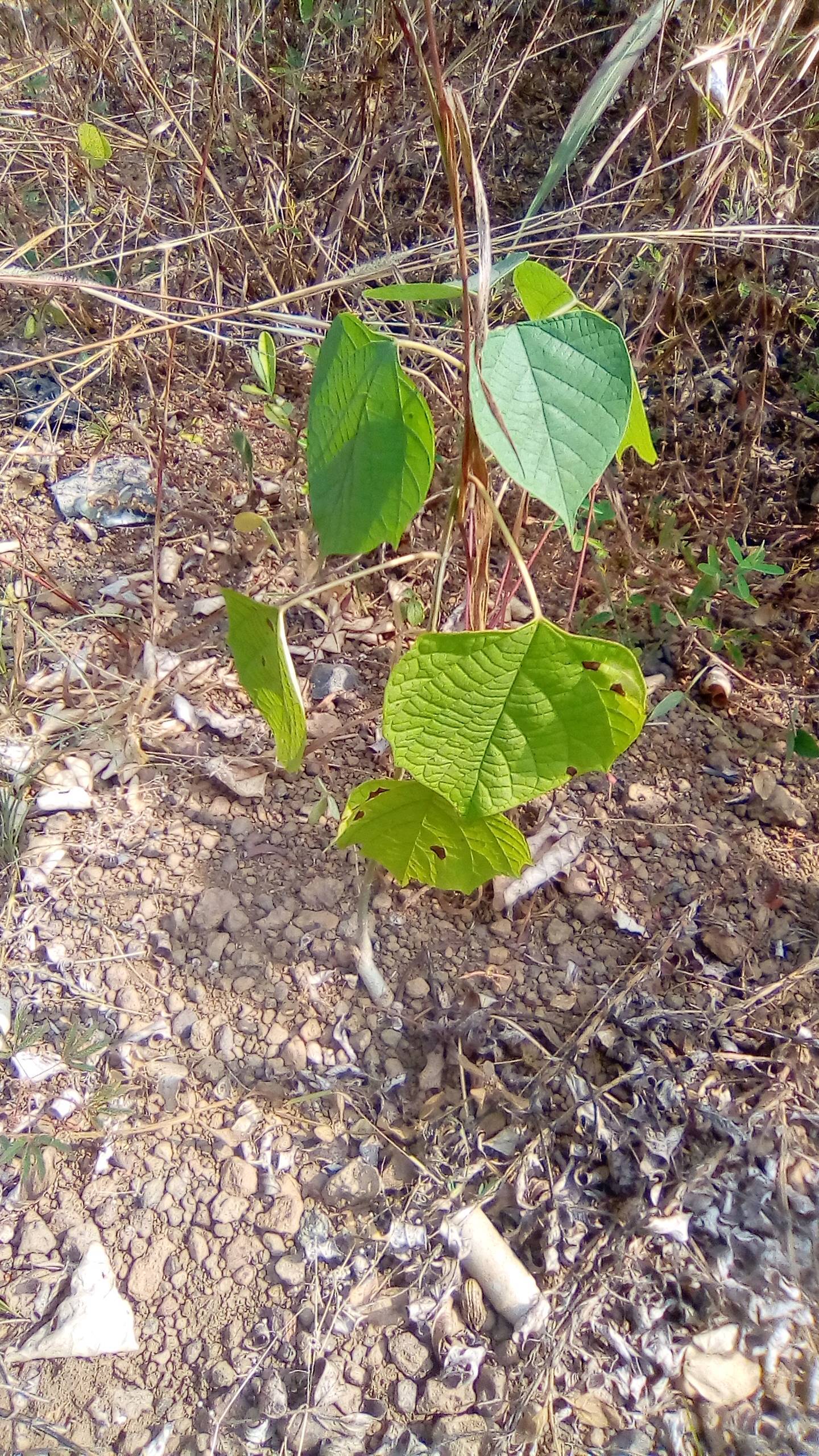 tree