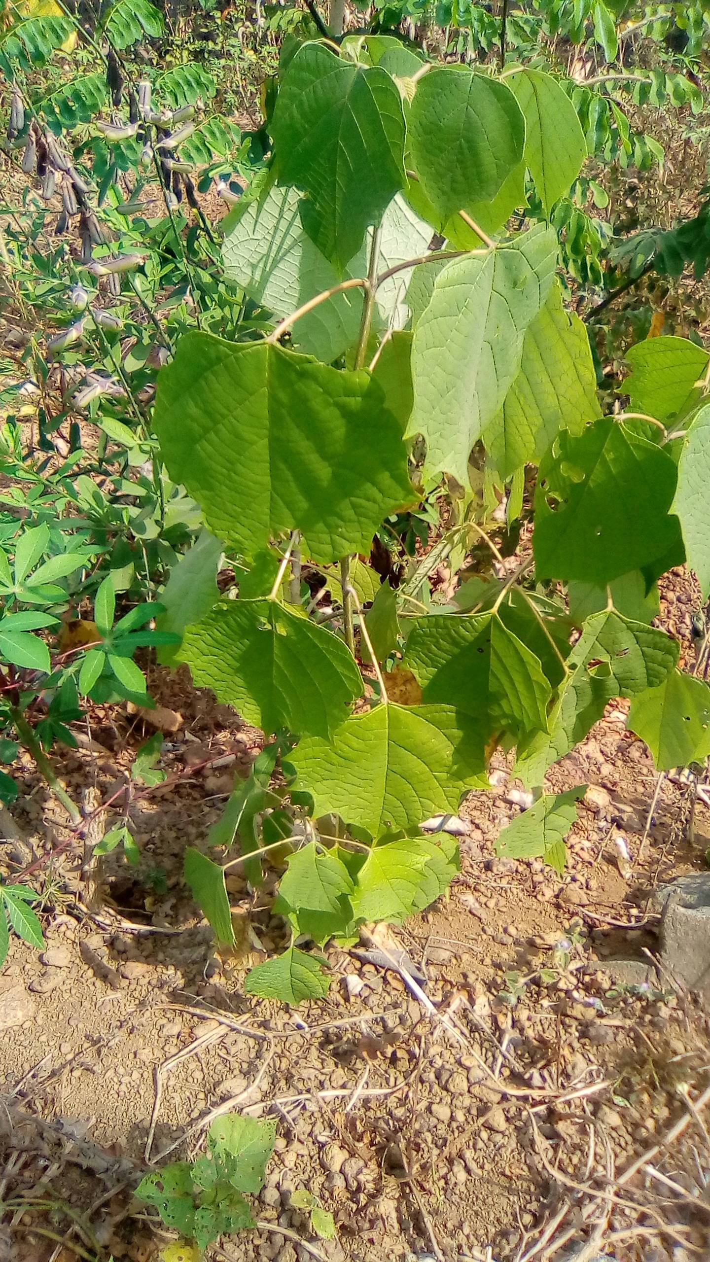 tree