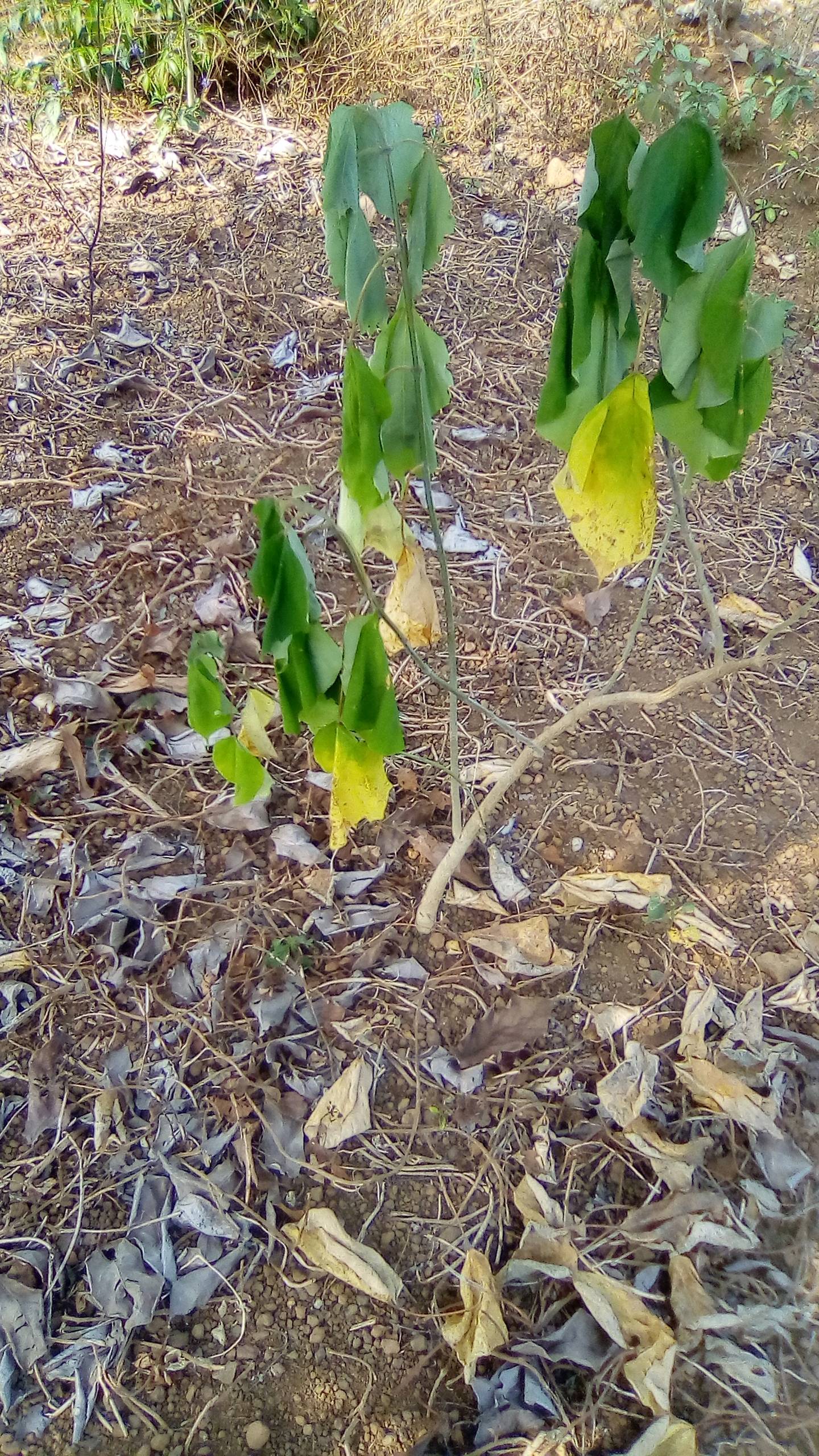 tree