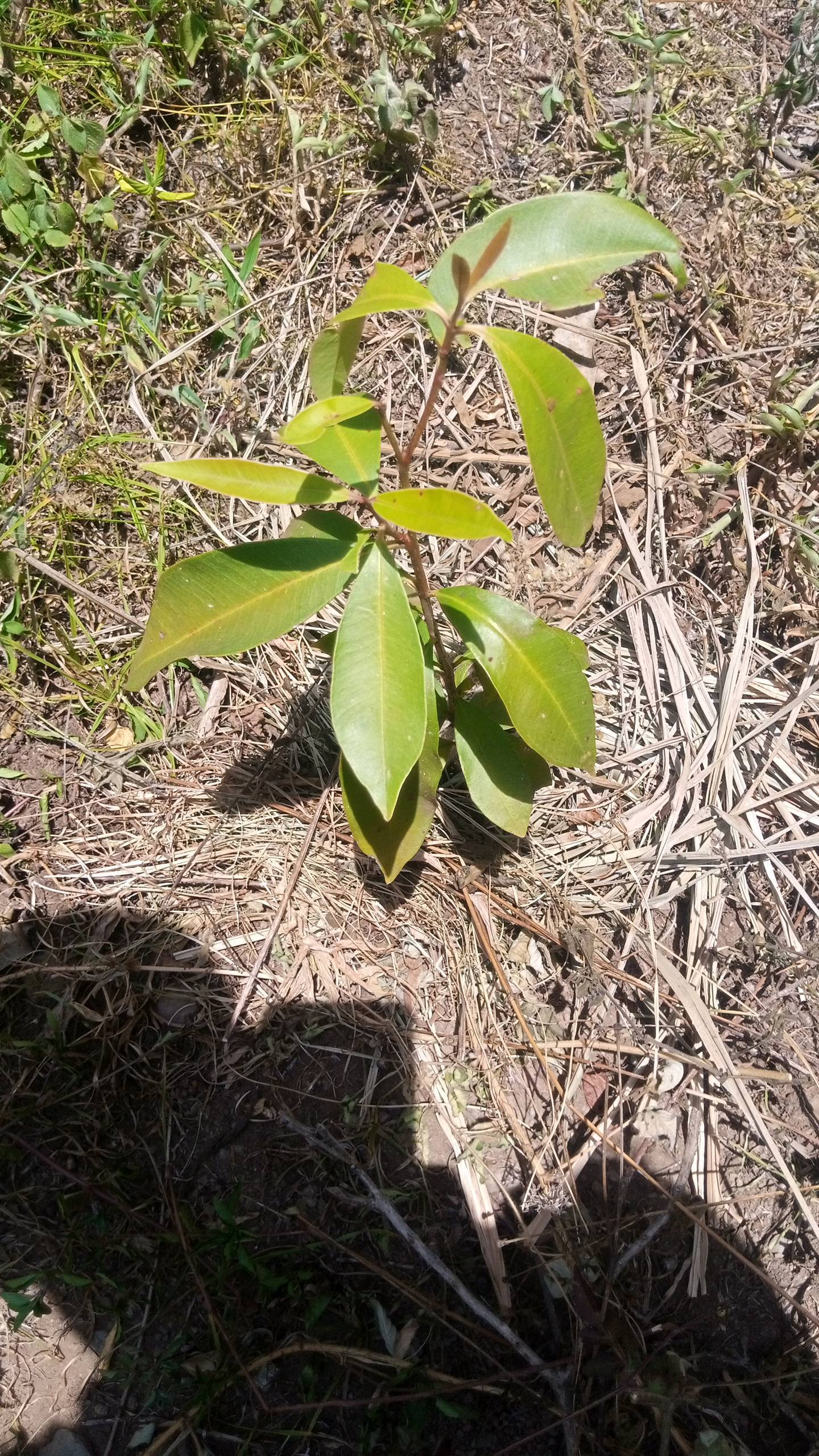 tree
